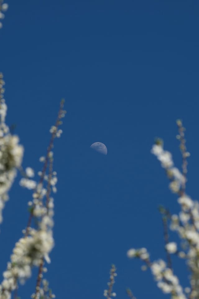 A half moon in a clear blue sky, framed by blurred branches with white blossoms