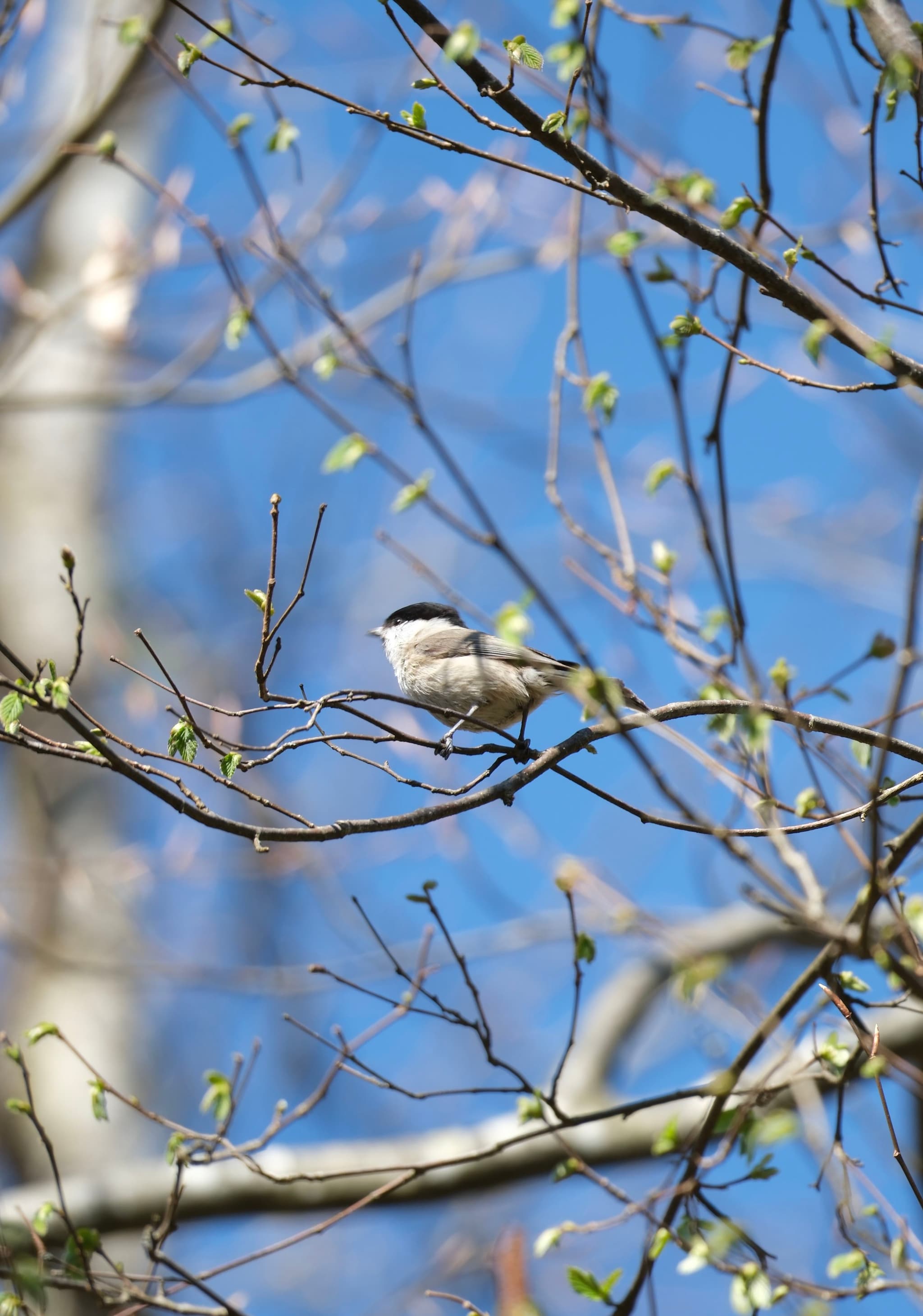 A small bird perched on a branch with budding leaves against a clear blue sky