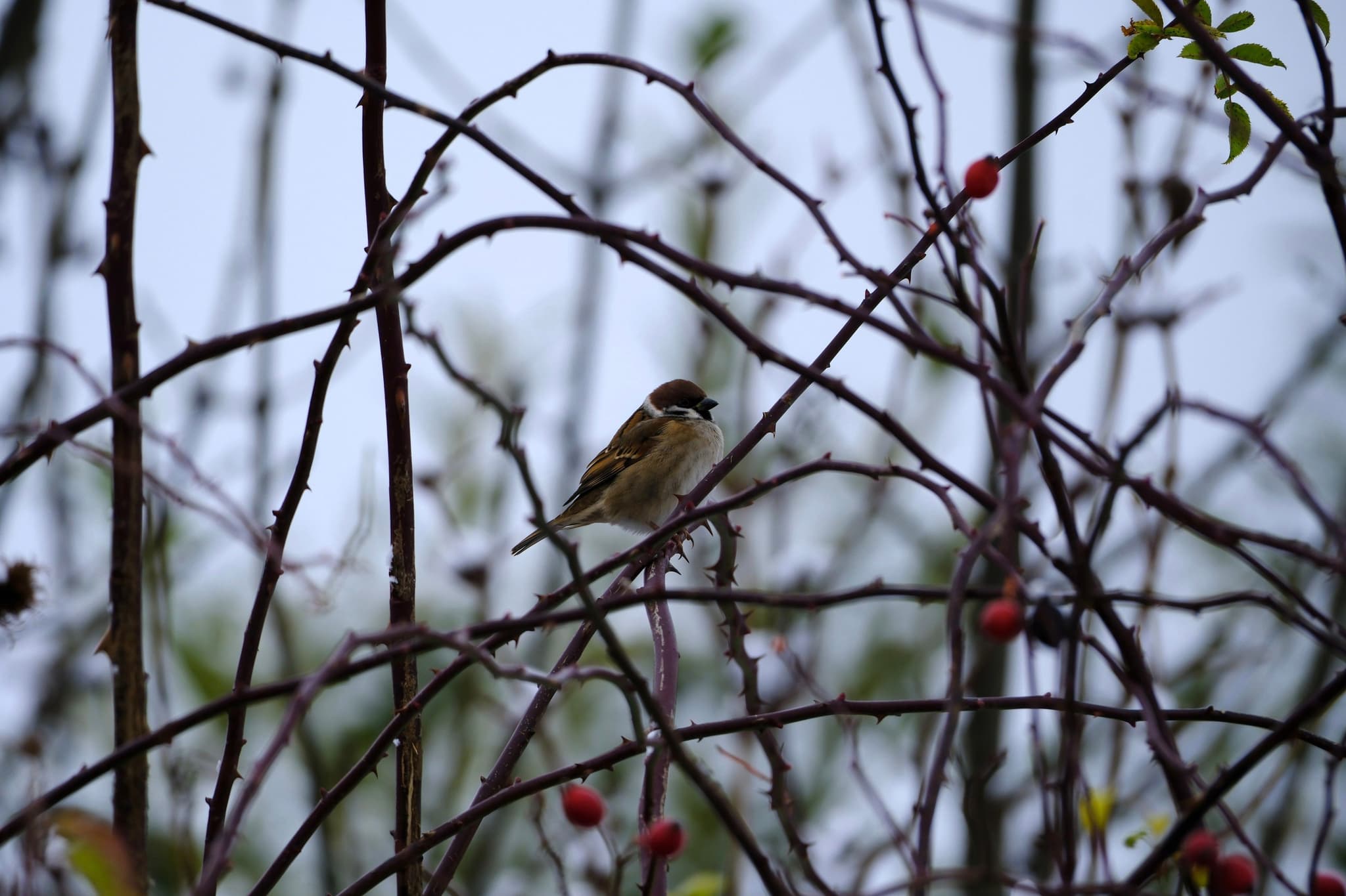 A small brown bird perched on thin leafless branches dotted with red berries against a pale overcast sky