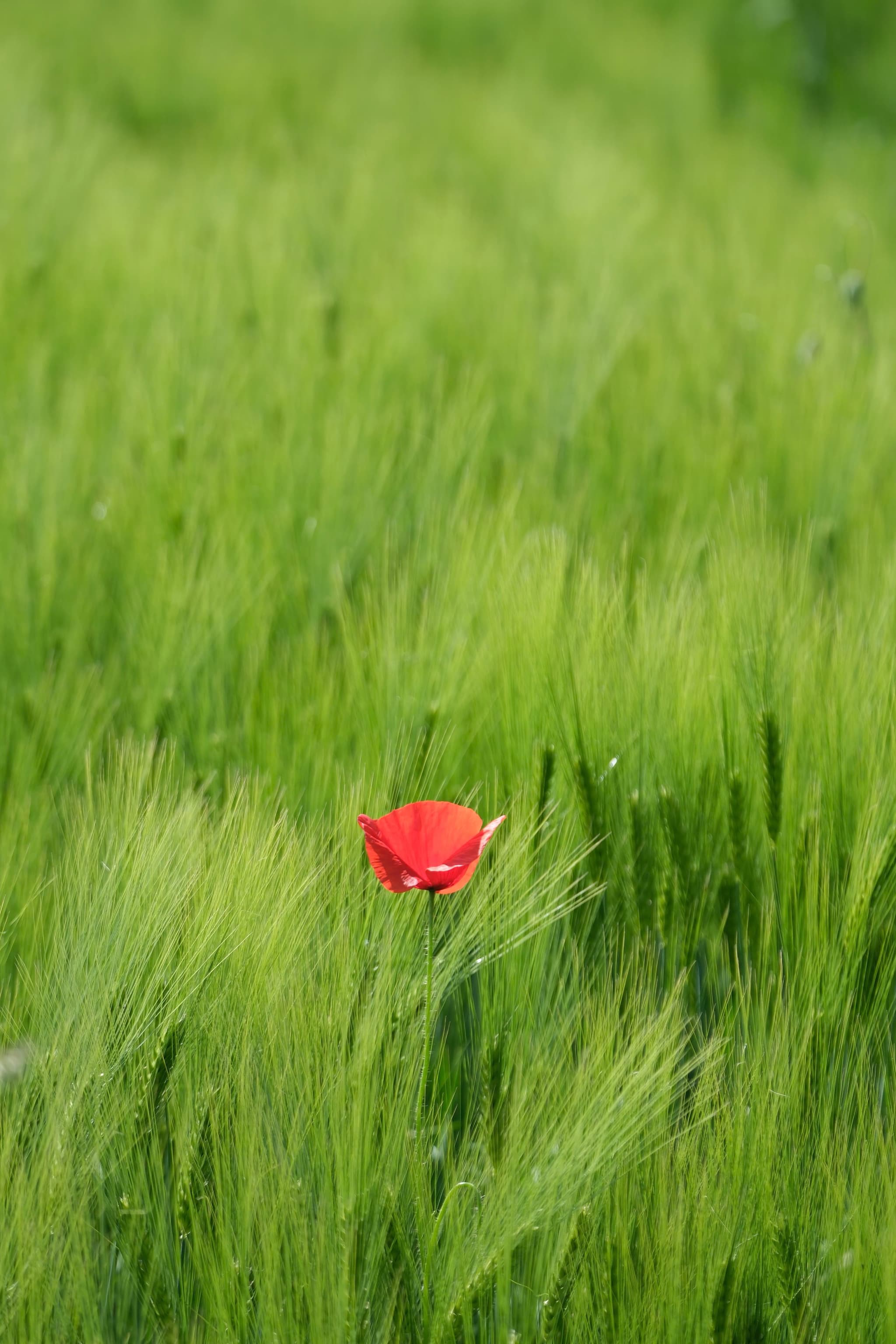 A single red poppy stands out in a field of lush green grass