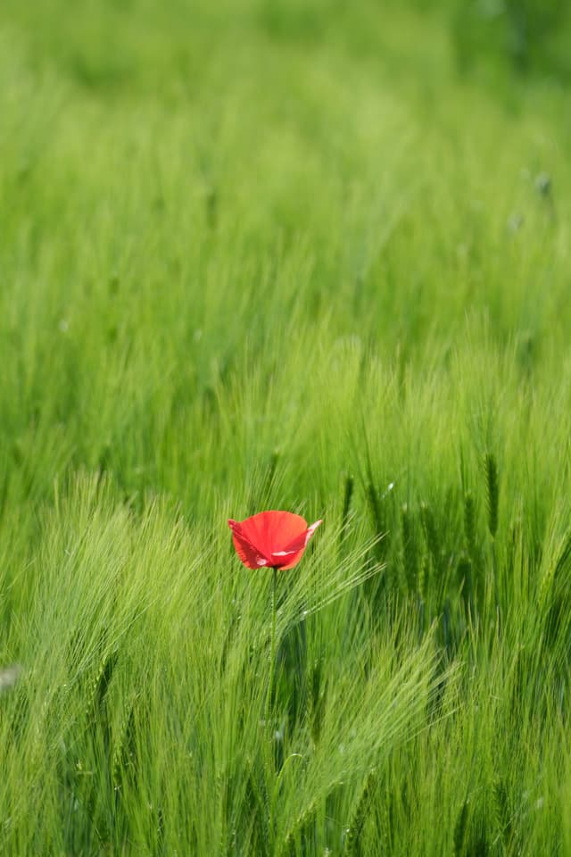 A single red poppy stands out in a field of lush green grass