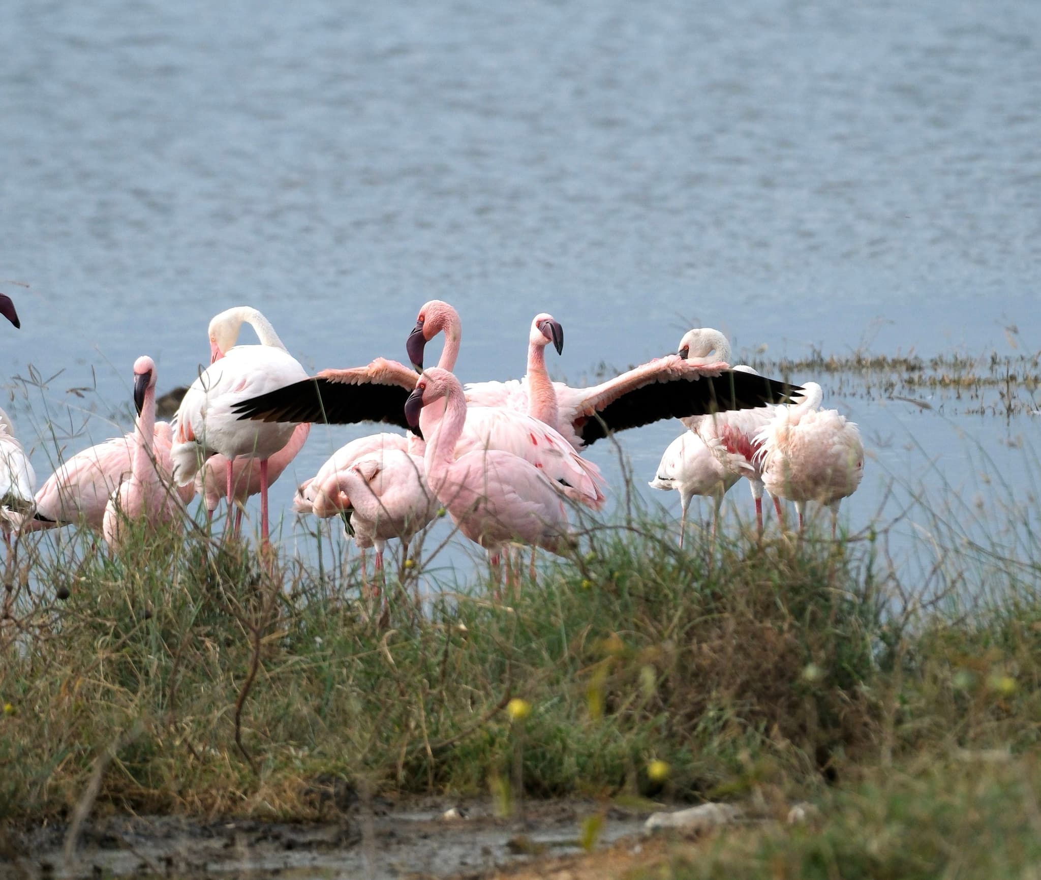 A group of flamingos standing near the water, with one spreading its wings