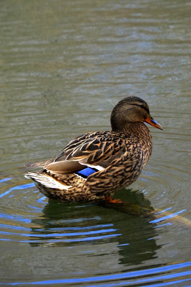 A duck with brown and black patterned feathers and a blue patch on its wing is standing in calm water, creating gentle ripples around it