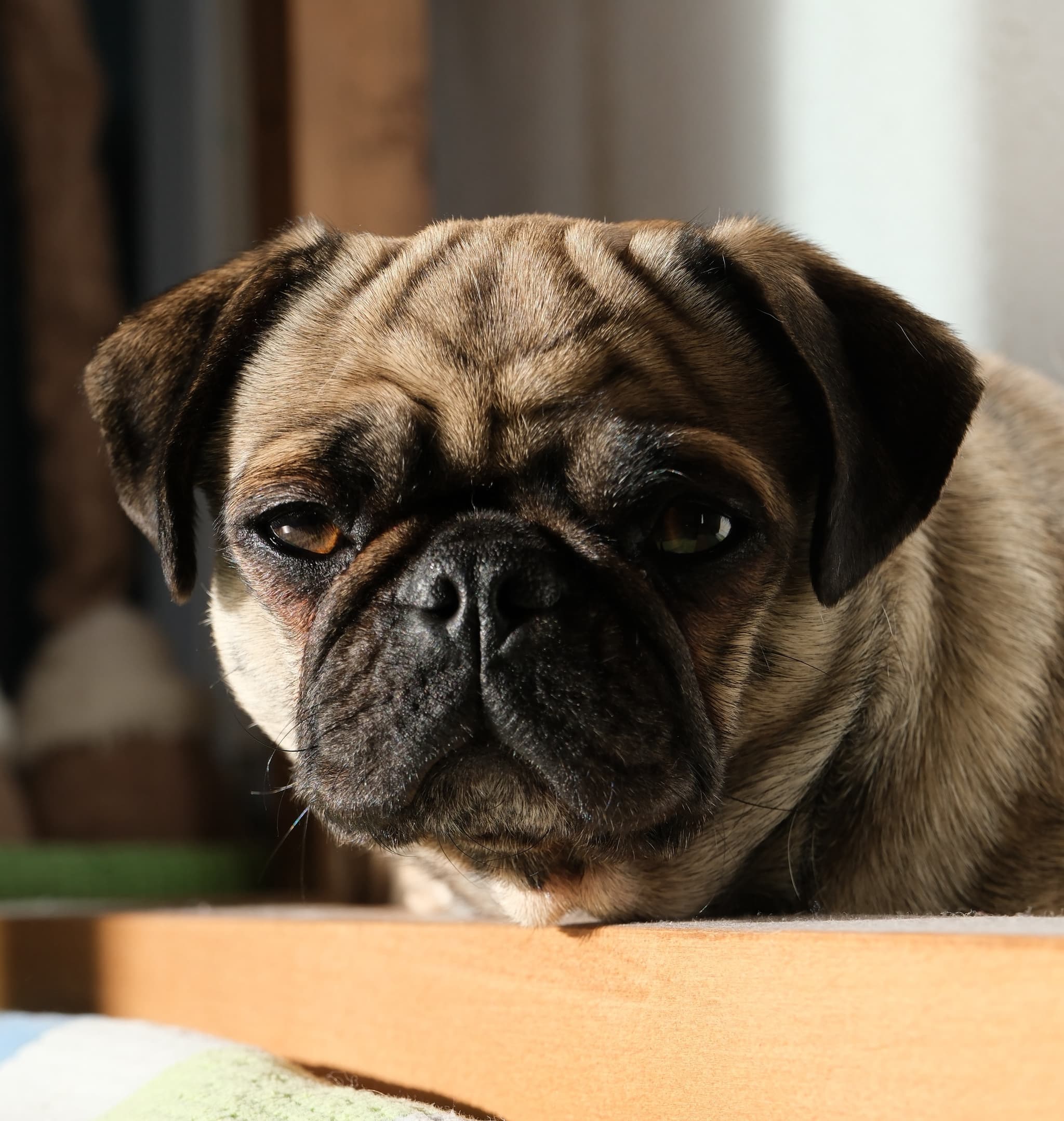 Close up of a pug resting its head on a surface and looking forward indoors