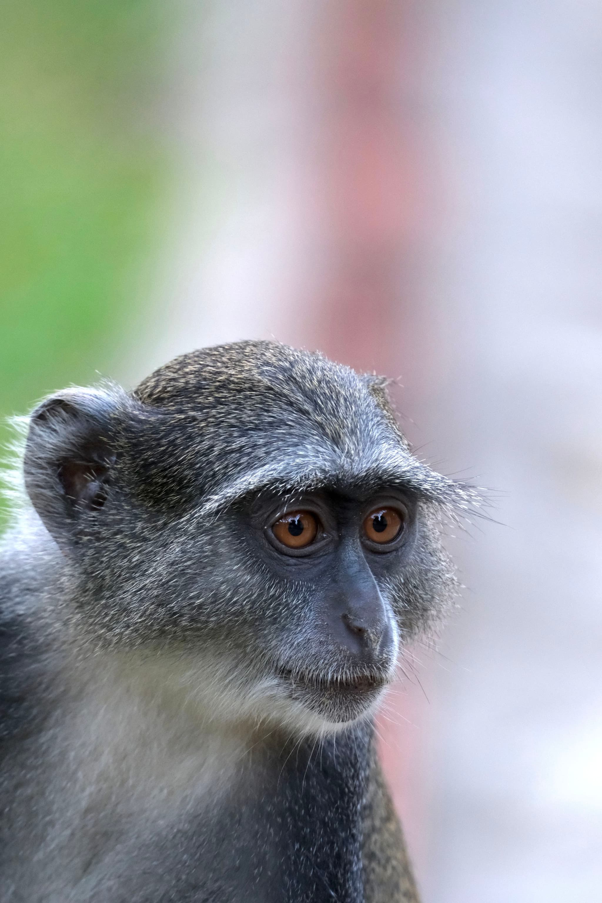 A close-up of a monkey with gray fur and expressive eyes, set against a blurred background