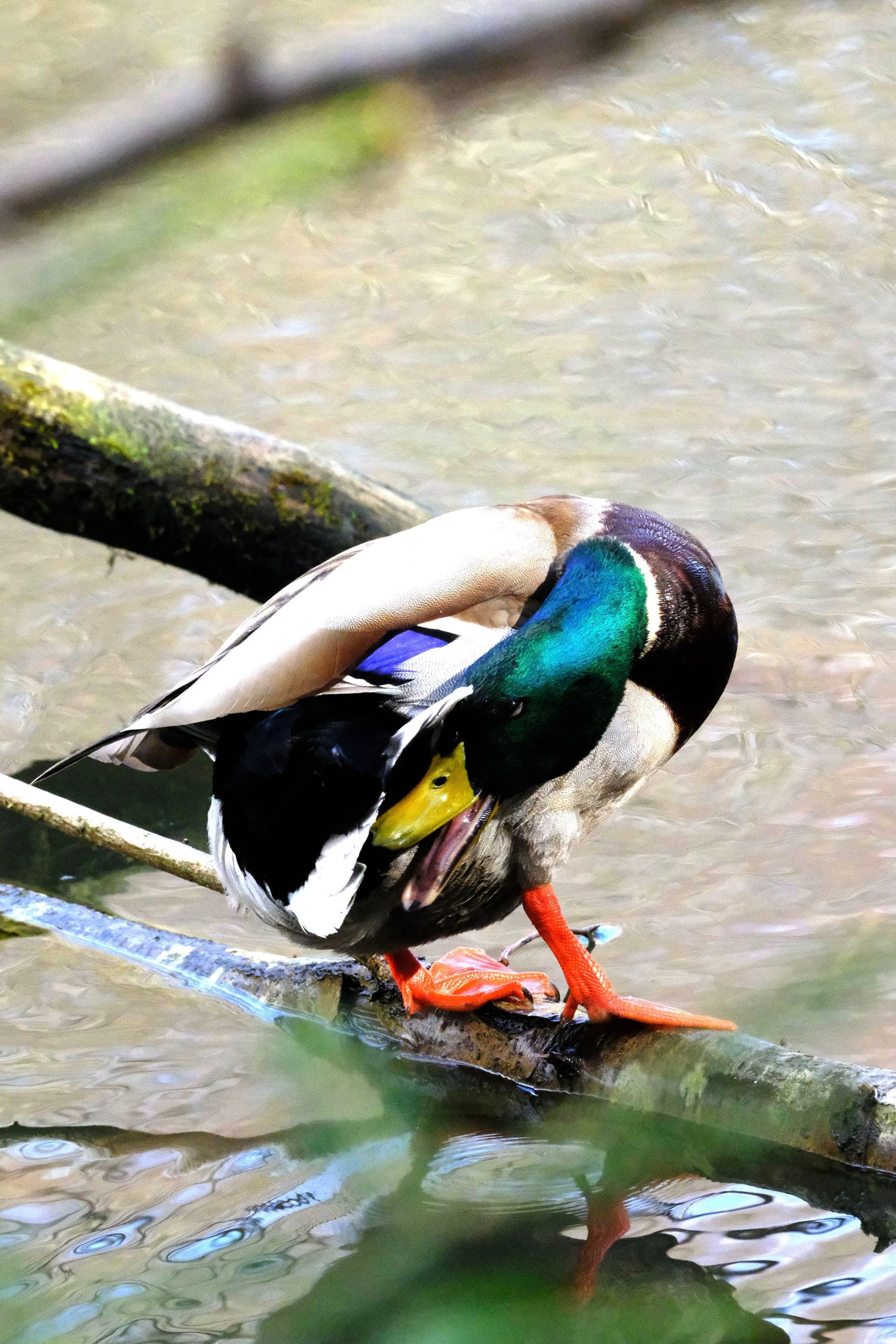 A mallard duck preening itself while standing on a branch above water