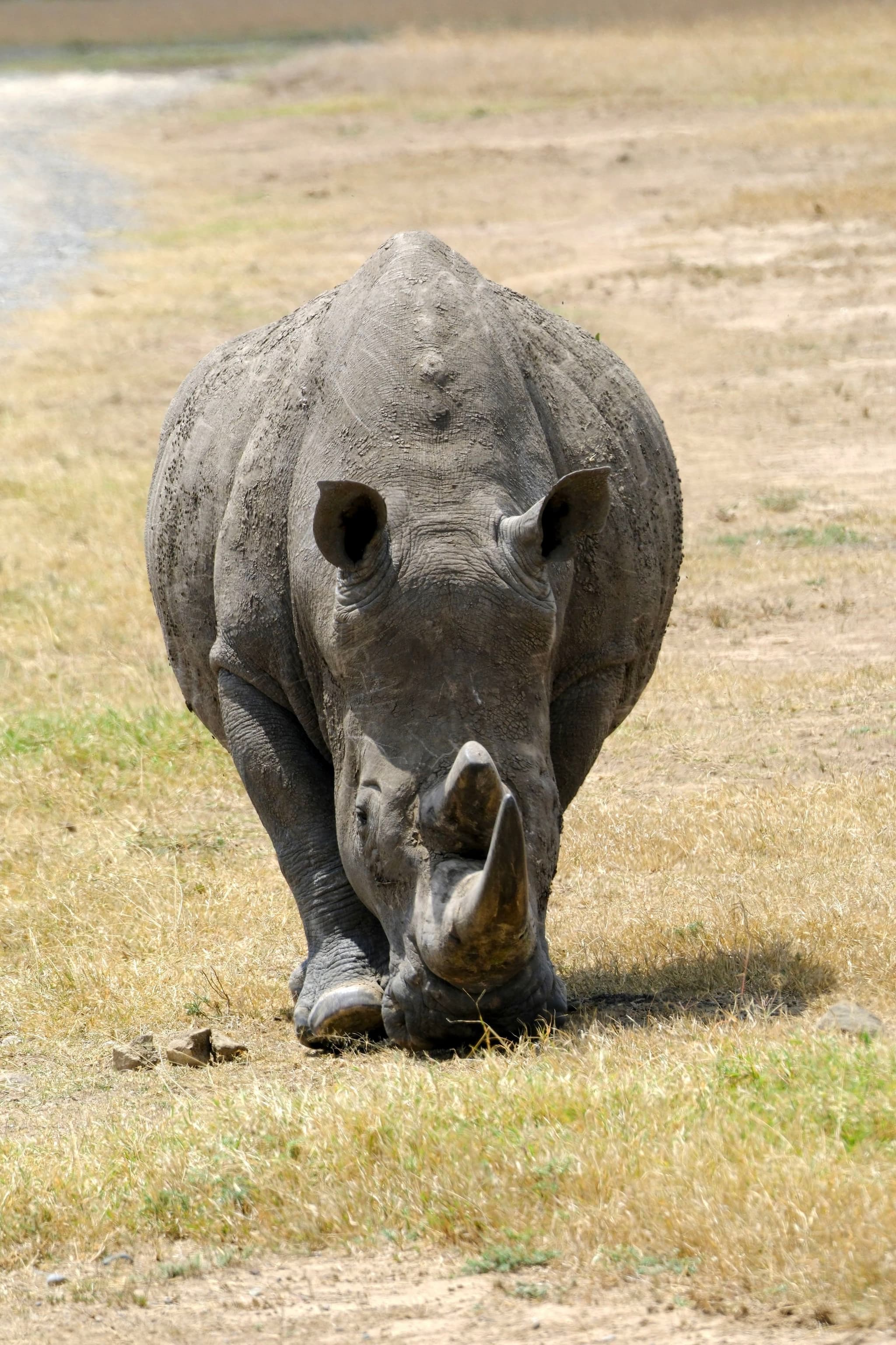 A rhinoceros standing on dry grass, facing forward