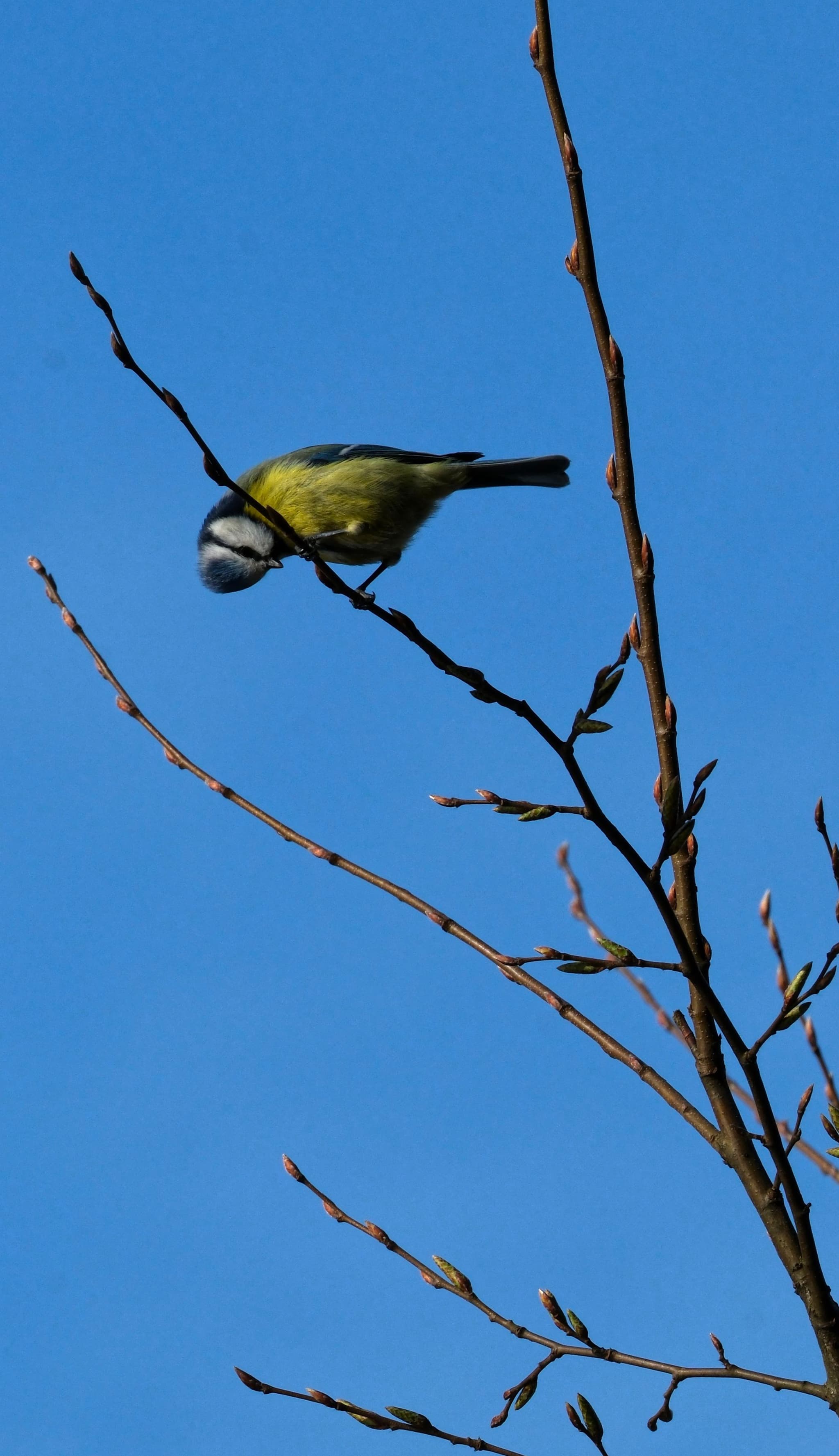 A small bird perched on a thin branch against a clear blue sky