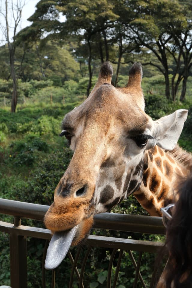 A giraffe extending its tongue near a railing, surrounded by lush greenery and trees in the background