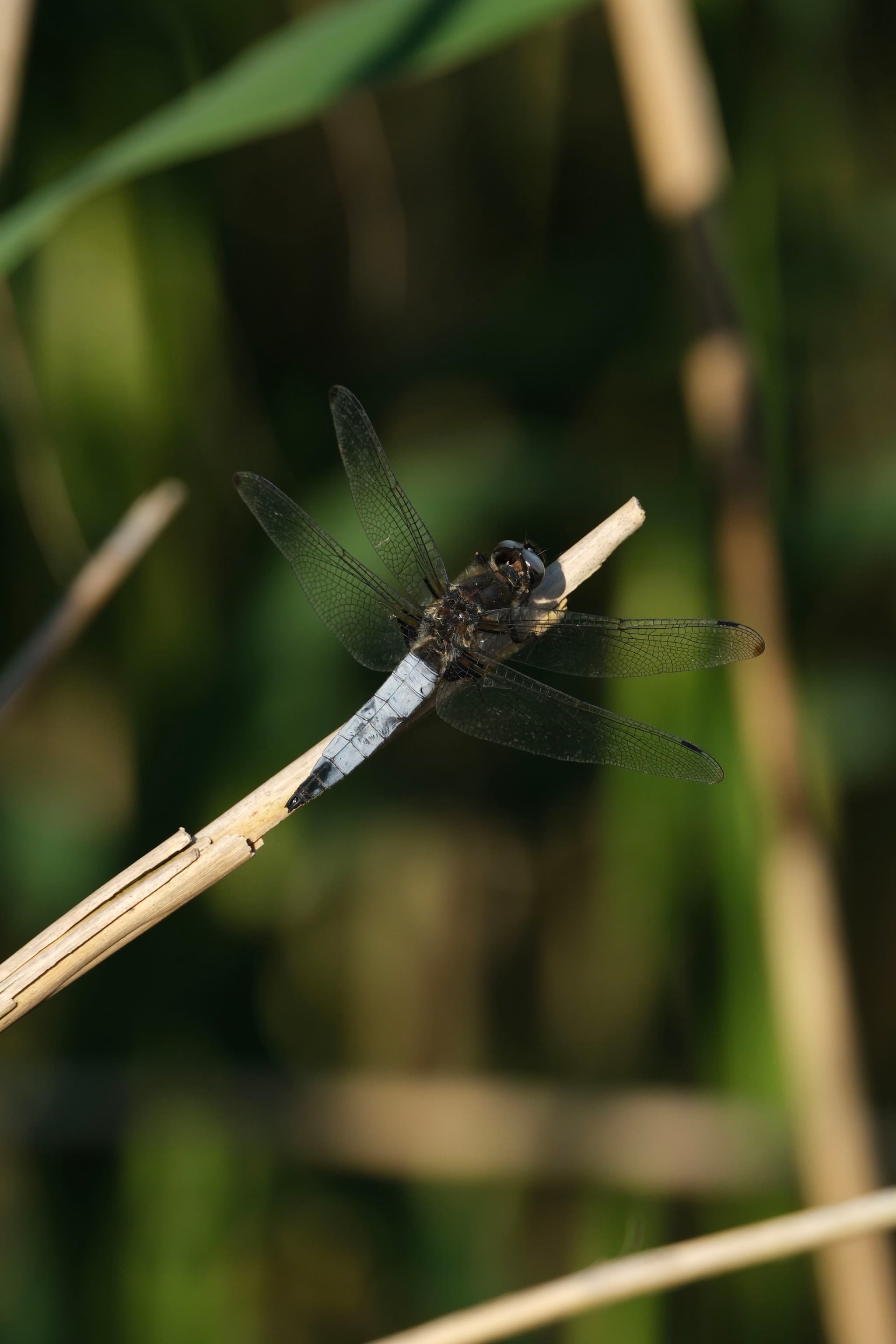 A dragonfly perched on a thin, dry reed with a blurred green background