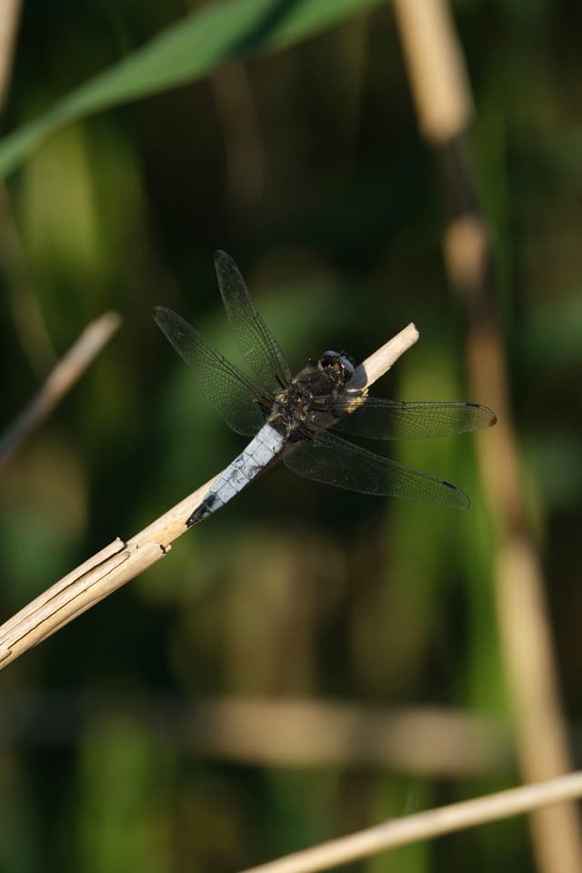 A dragonfly perched on a thin, dry reed with a blurred green background