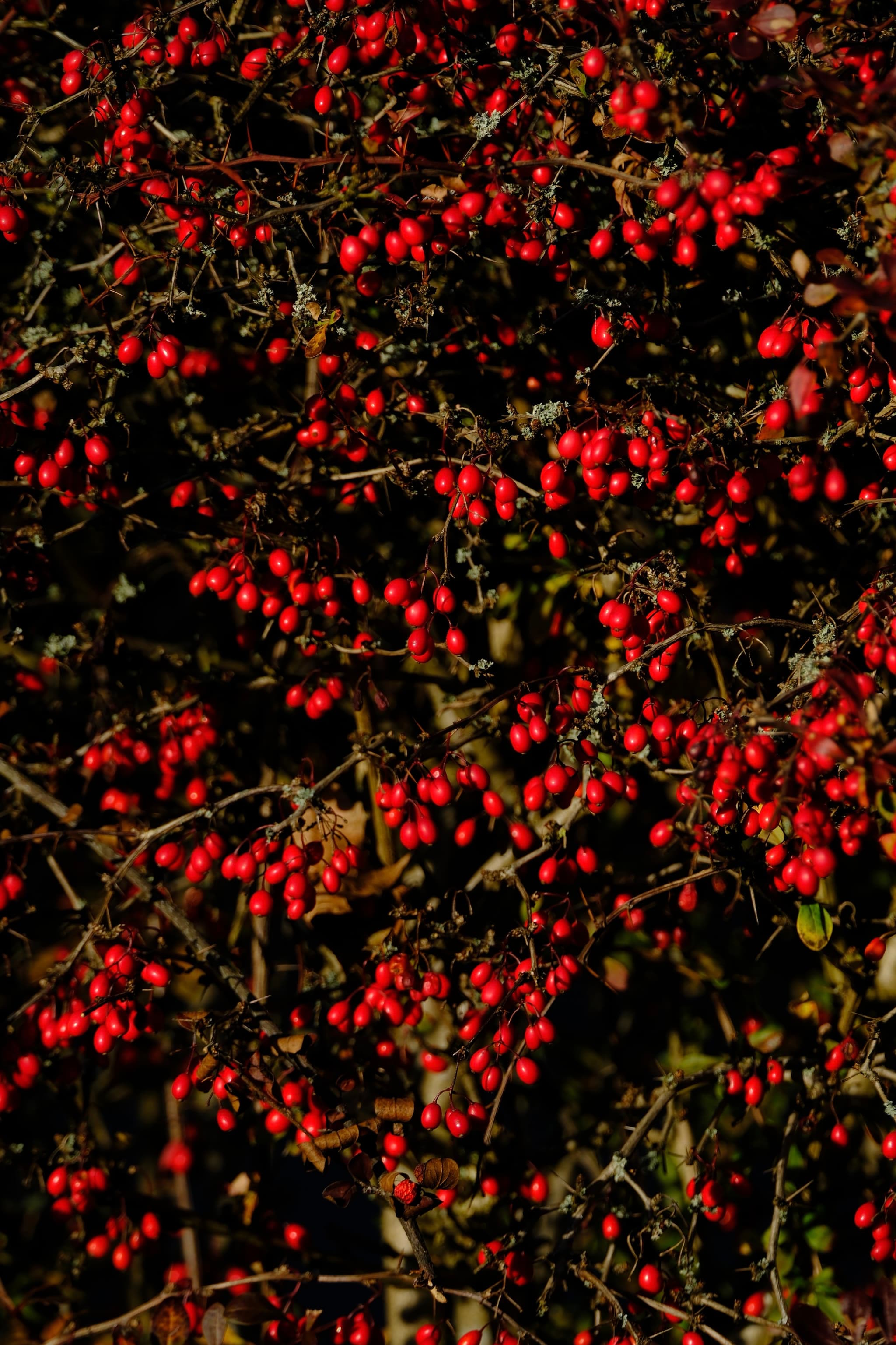 Abundant clusters of red berries on branches