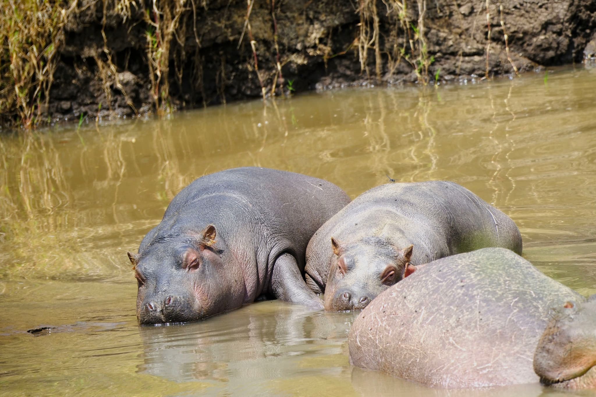 Two hippos resting in muddy water near a rocky, vegetated bank