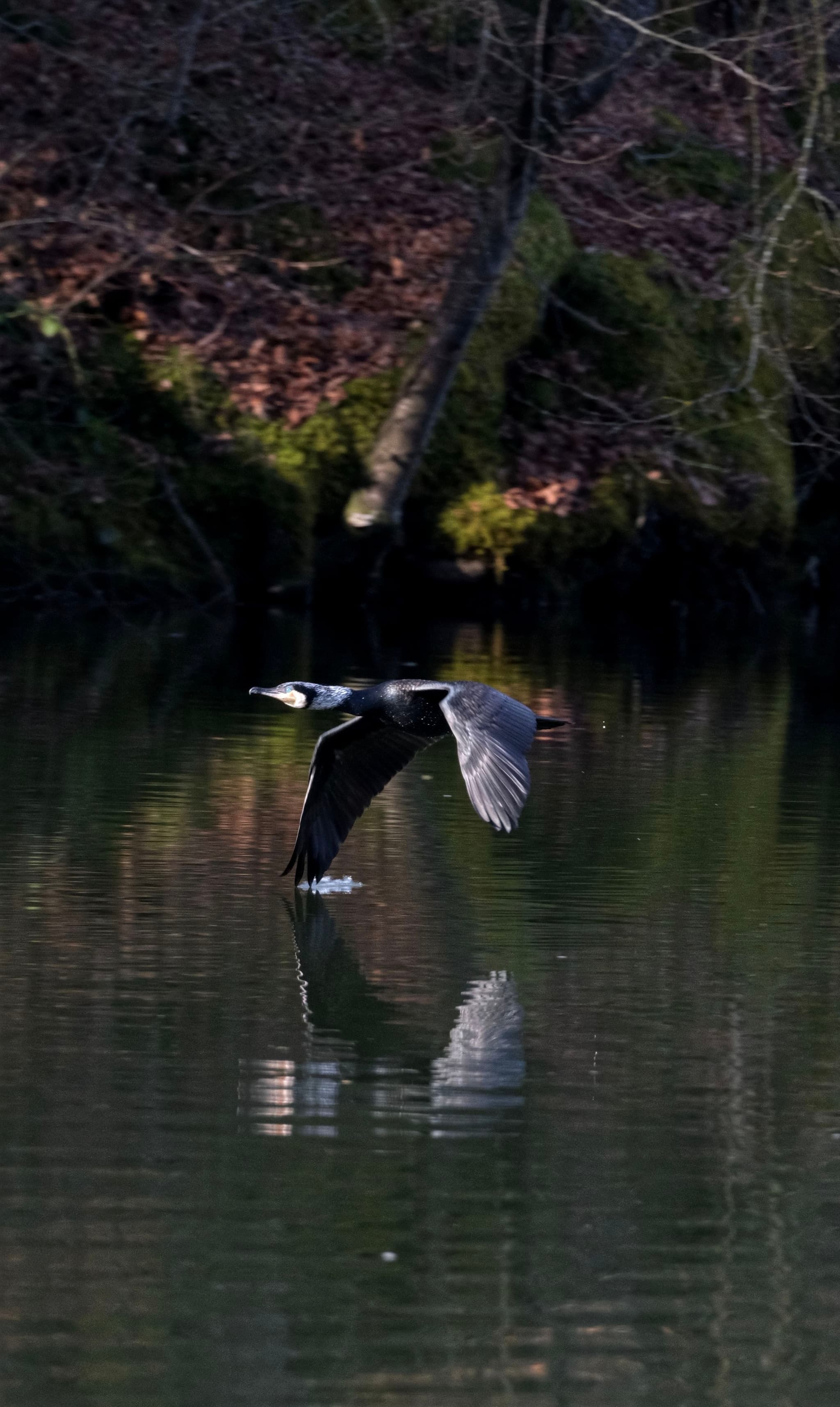 A bird flying low over a calm body of water, with its reflection visible on the surface. The background features a wooded area with bare trees and moss-covered ground