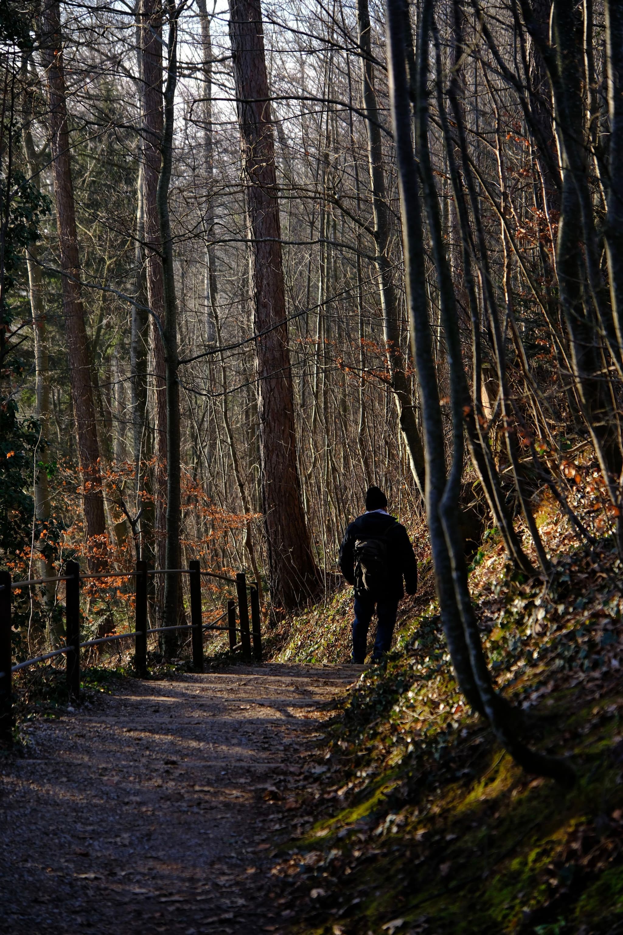 A person walking along a forest path surrounded by tall, leafless trees and dappled sunlight