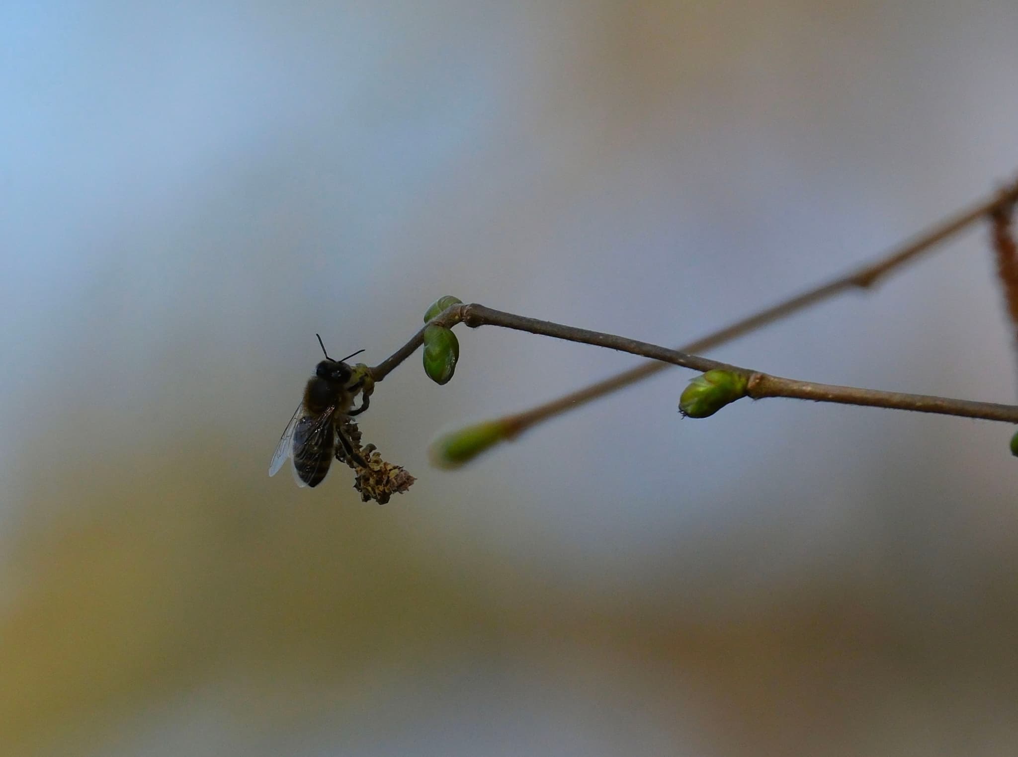 A small insect perched on a thin branch with budding leaves, set against a blurred background