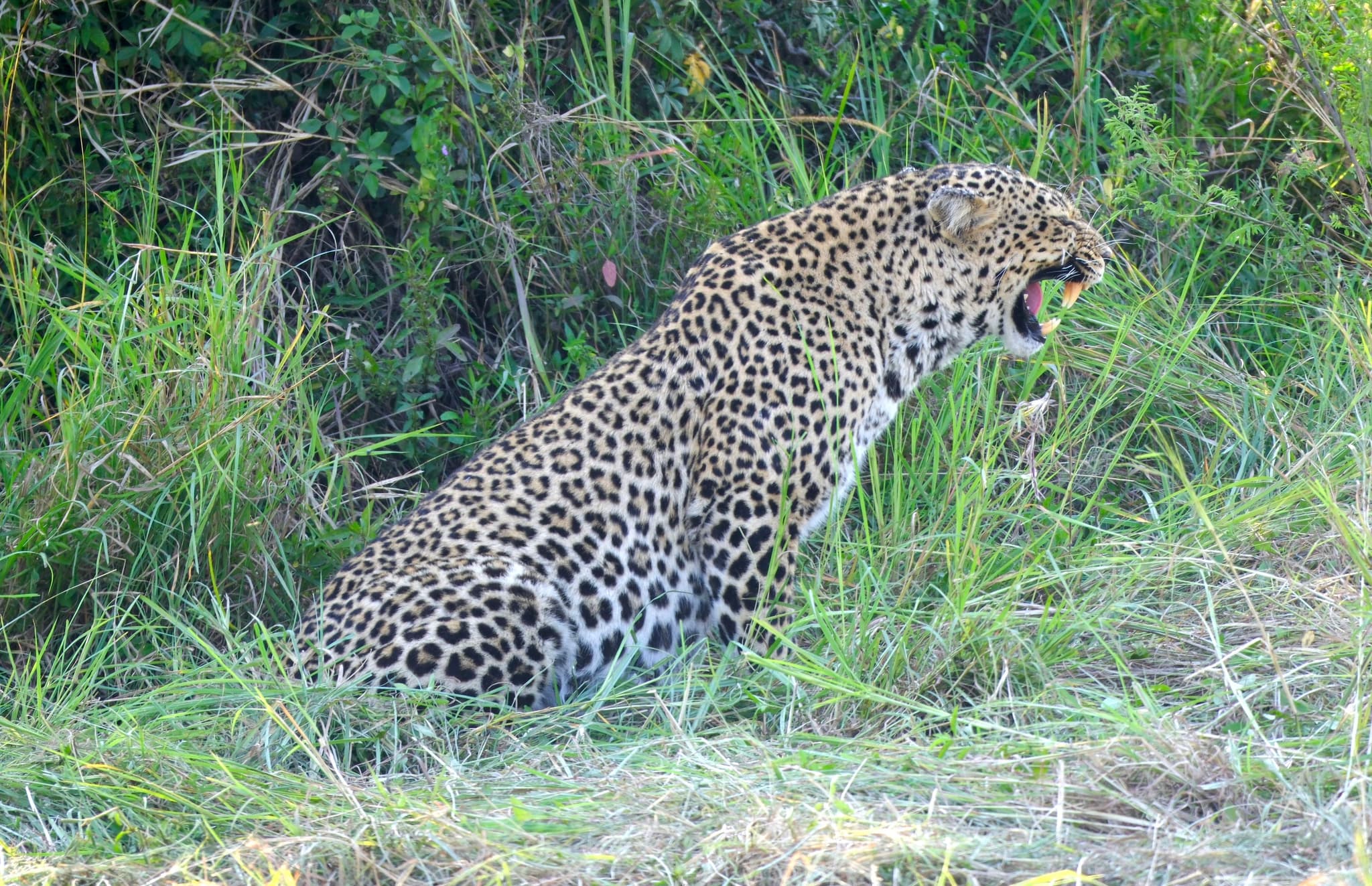 A leopard yawning while sitting in tall grass