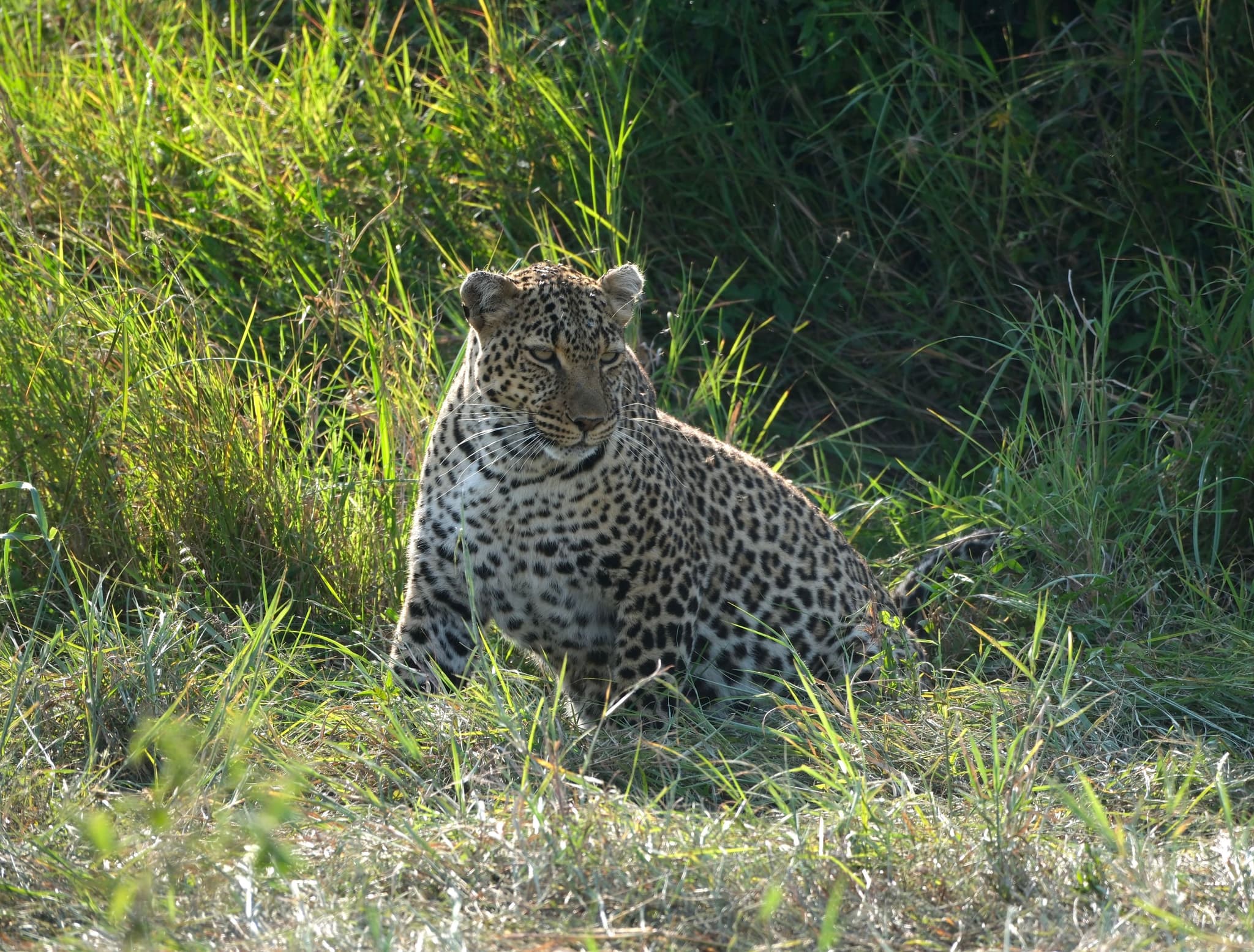 A leopard sitting in tall grass, partially shaded, with sunlight highlighting its spotted coat