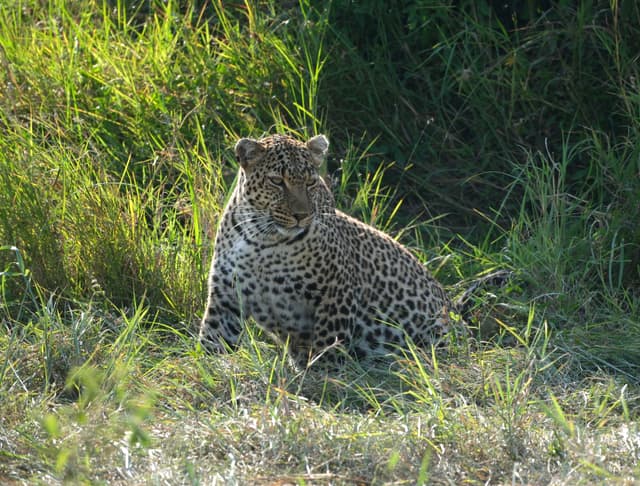 A leopard sitting in tall grass, partially shaded, with sunlight highlighting its spotted coat