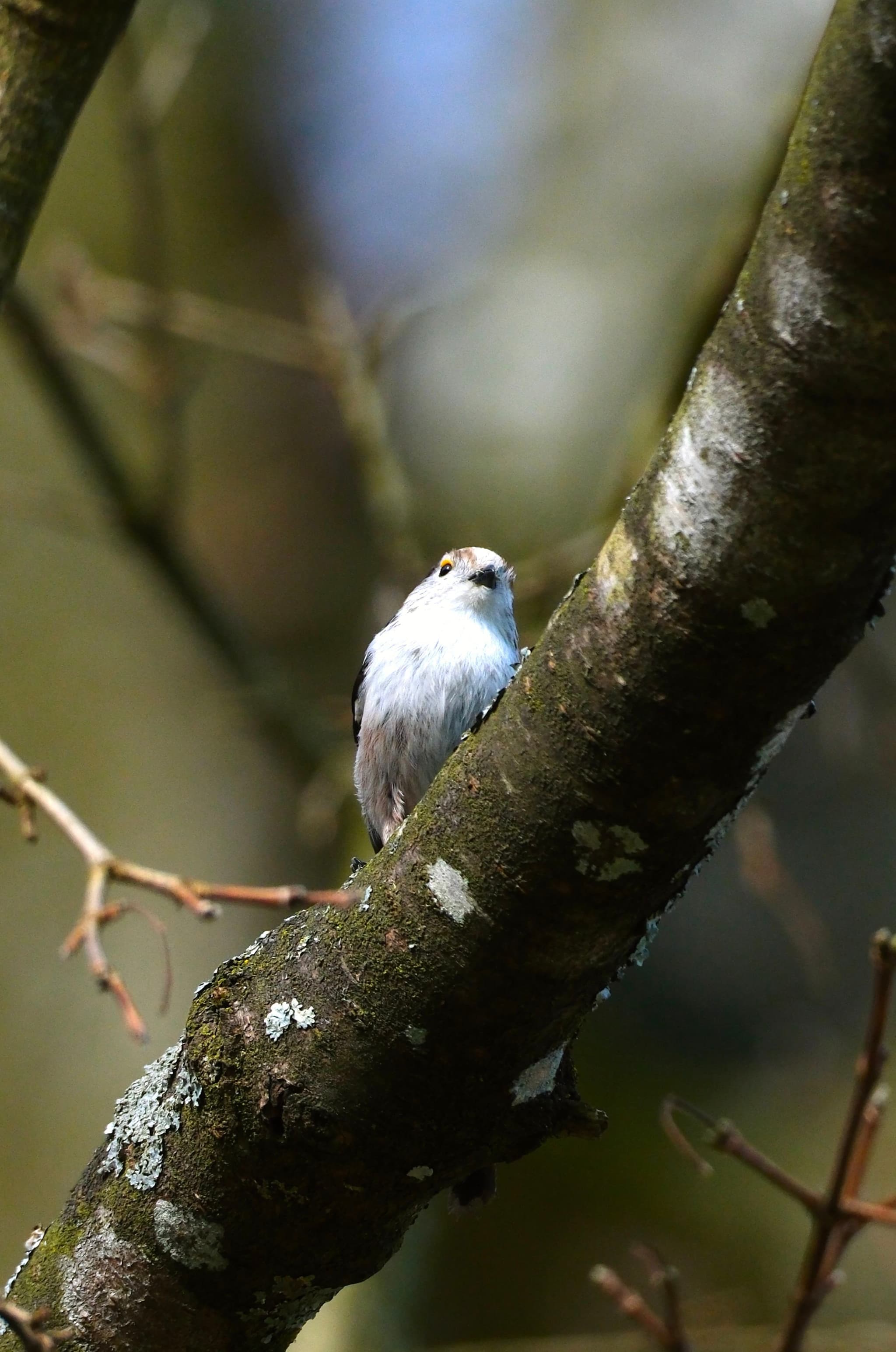A small bird perched on a tree branch with a blurred background