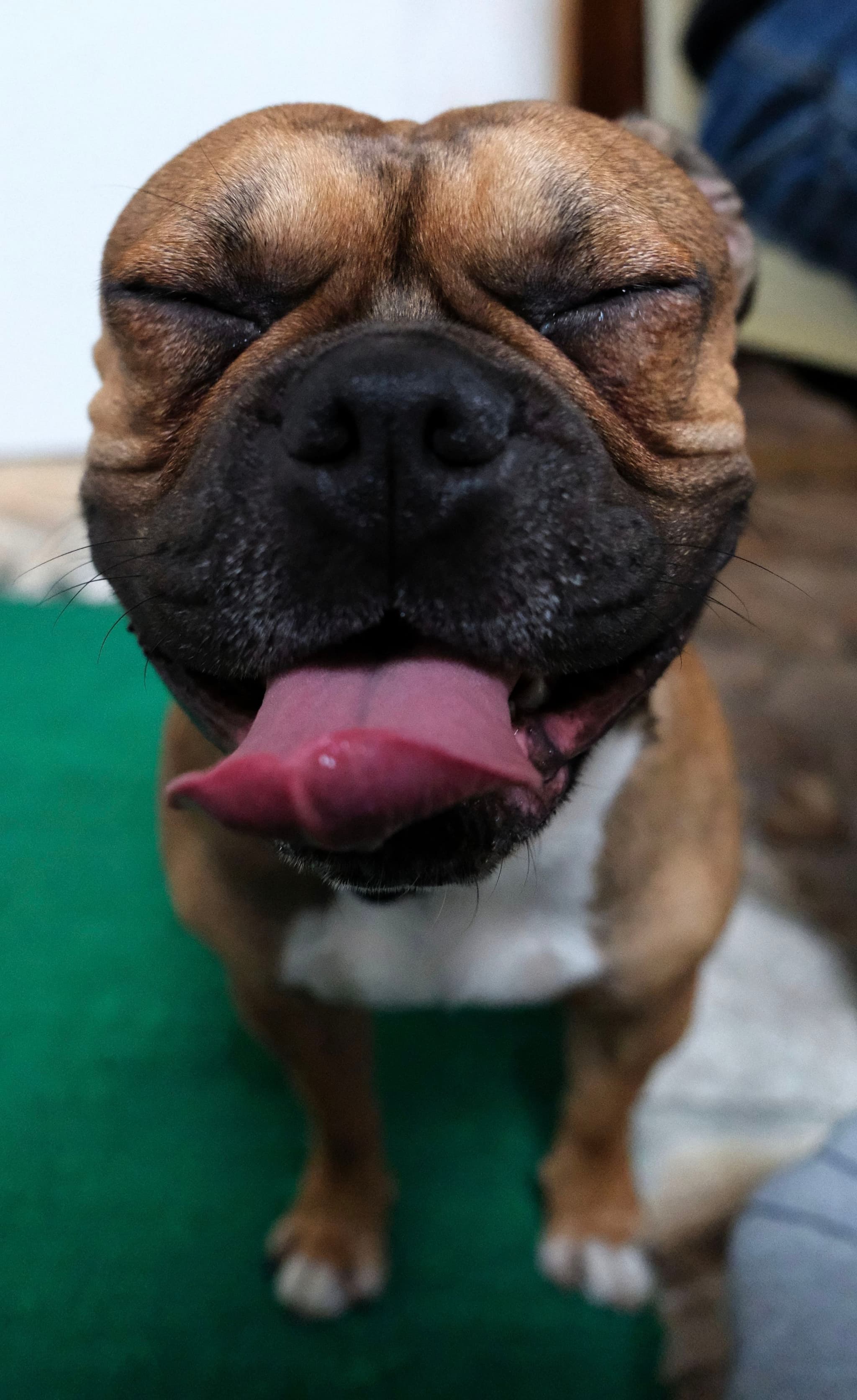A happy dog with its eyes closed and tongue out, standing on a green surface