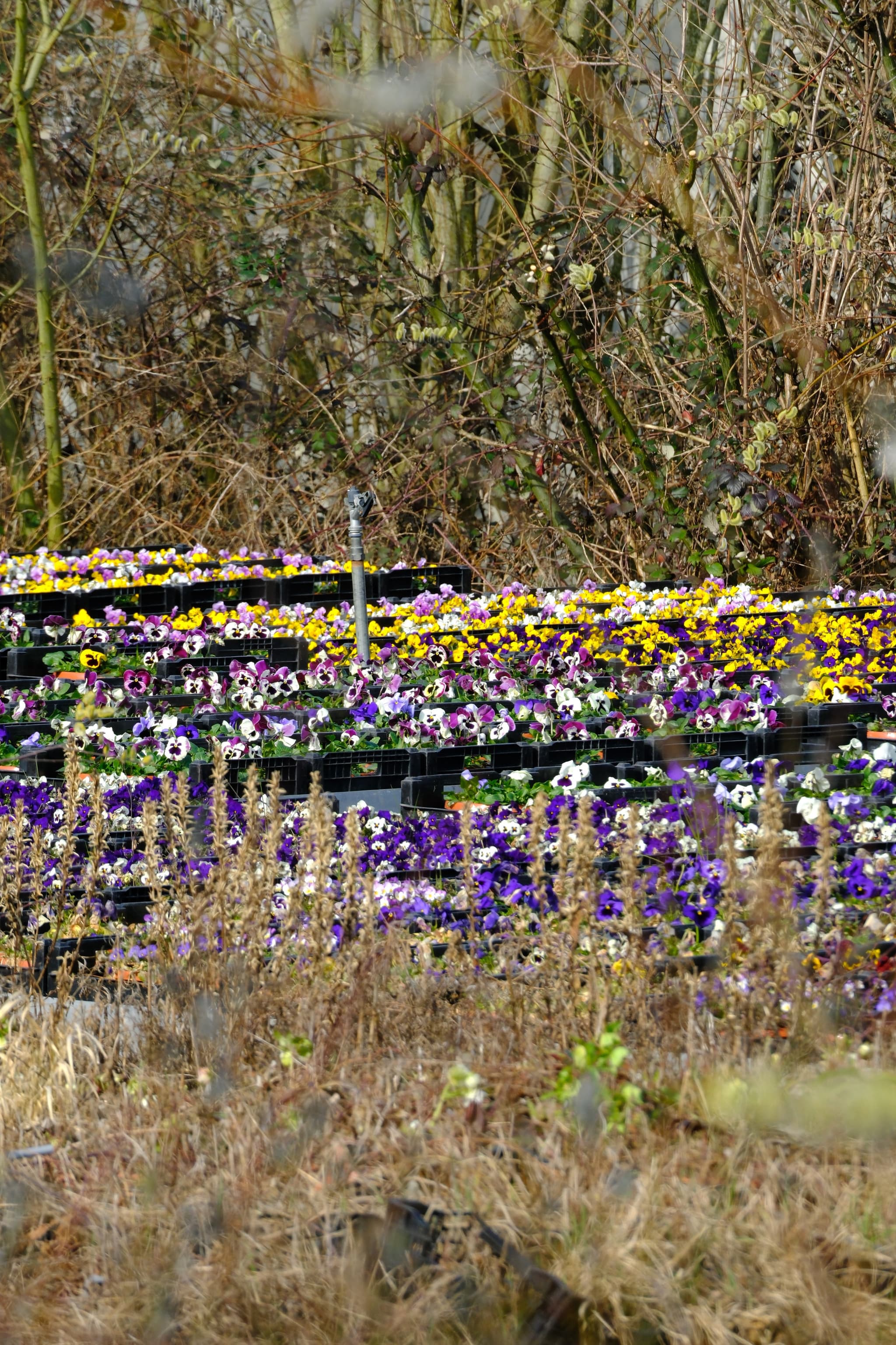 Dense patch of purple and yellow wildflowers growing among dry brush and stems