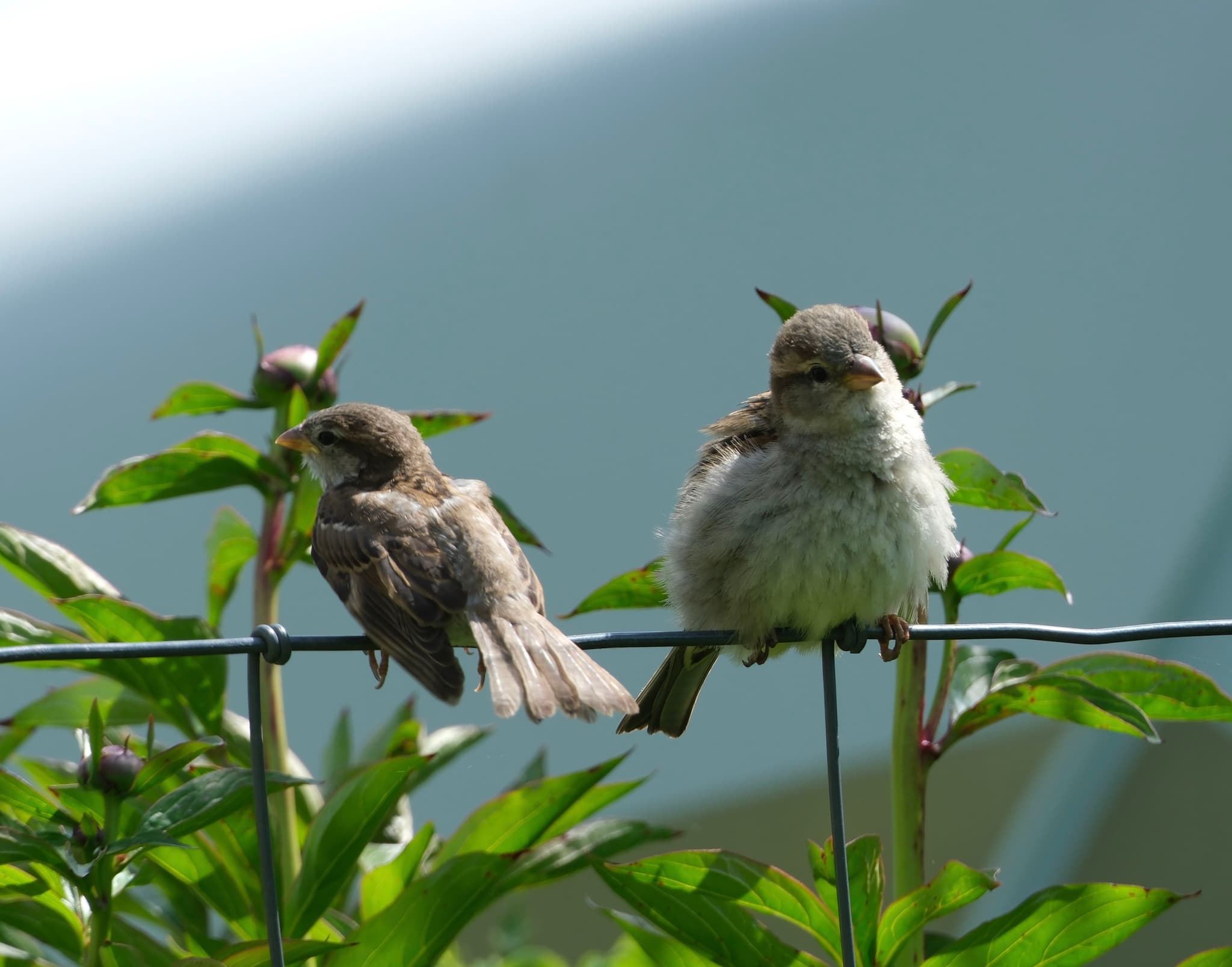 Two small birds perched on a wire surrounded by green leaves, with a blurred background
