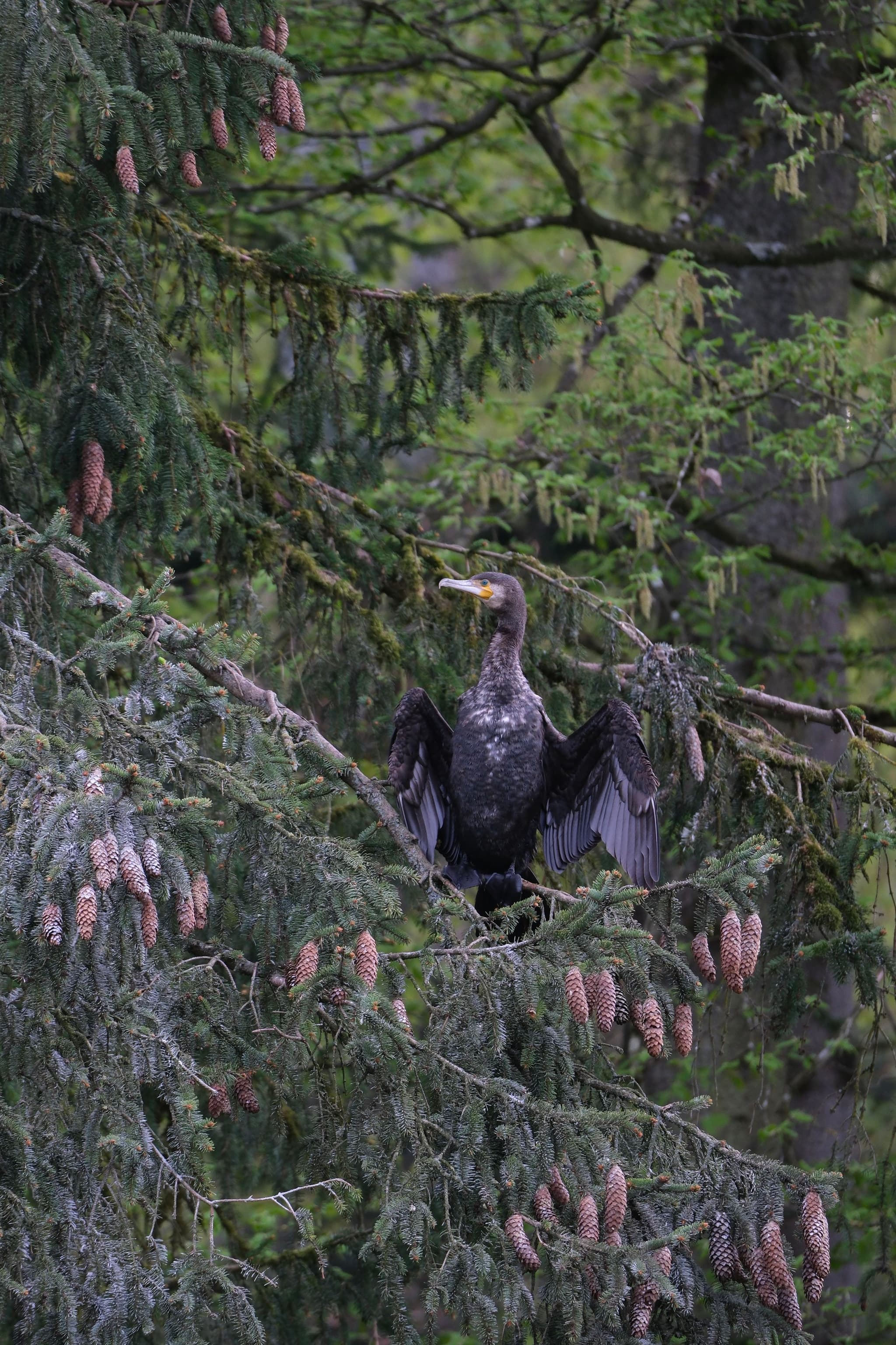 A bird with outstretched wings perched on a tree branch surrounded by dense green foliage