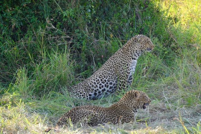 Two leopards resting in a grassy area, with one lying down and the other sitting upright, surrounded by dense foliage