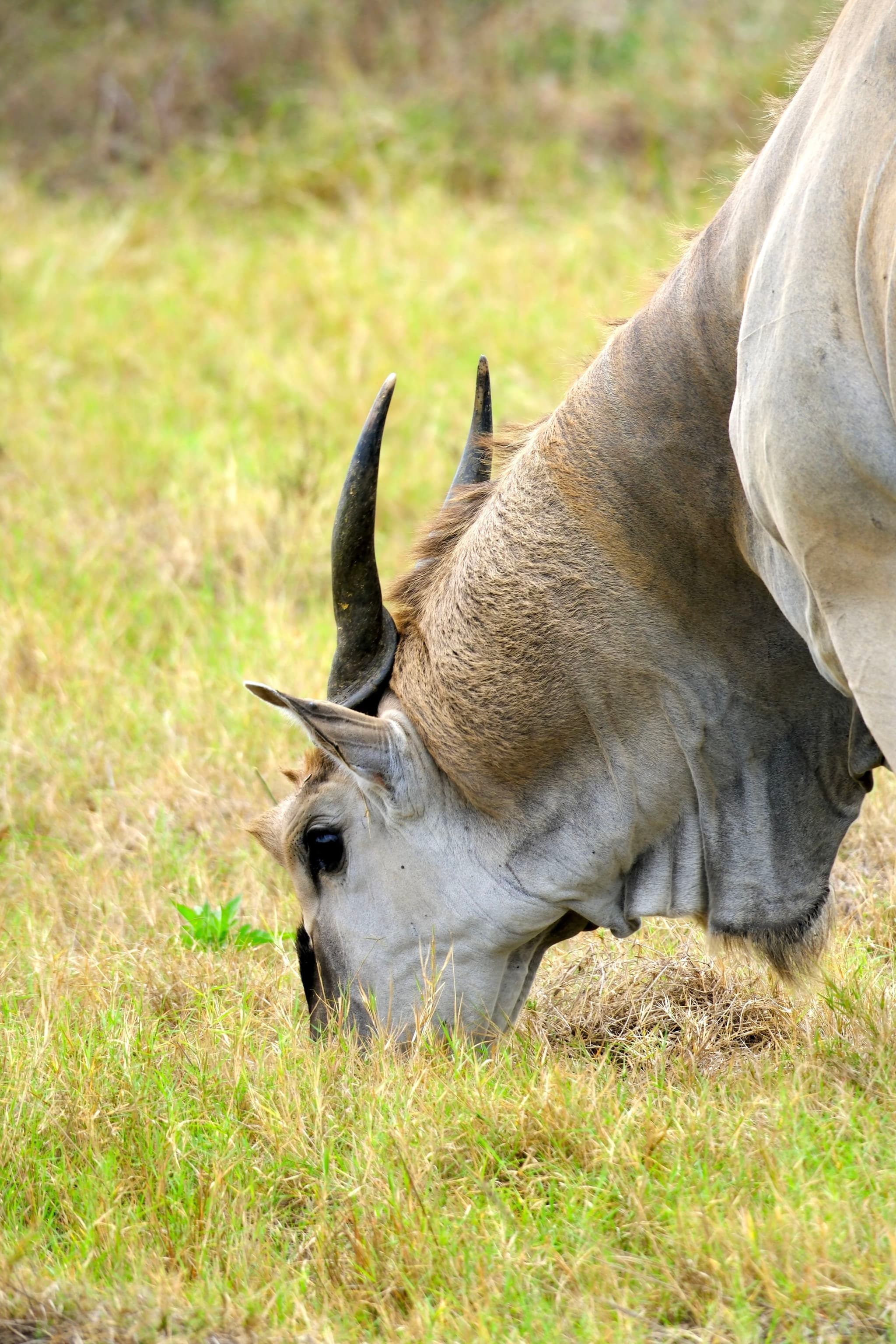 A large antelope with curved horns grazing in a grassy field