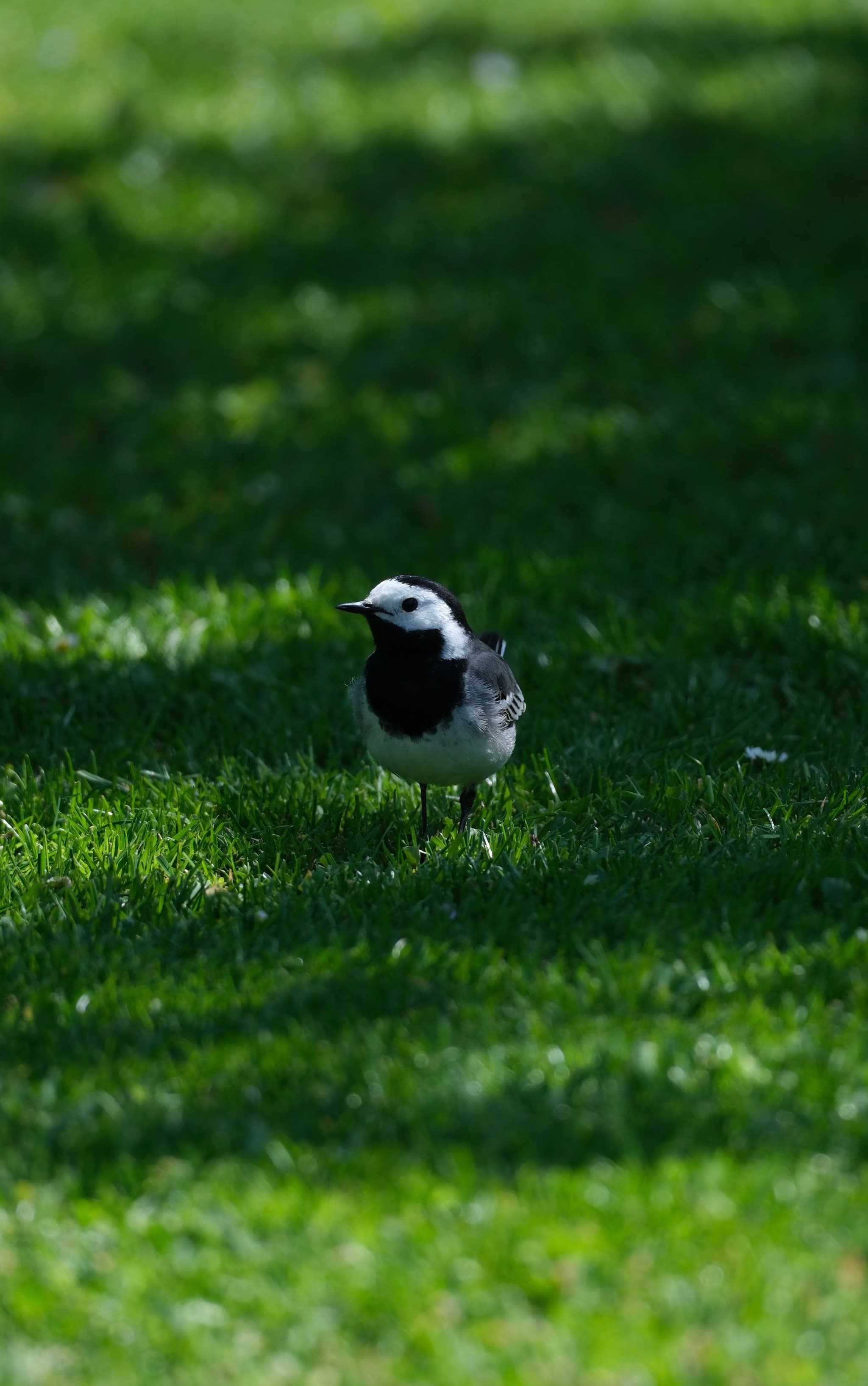 A small bird with a black and white head stands on a grassy field