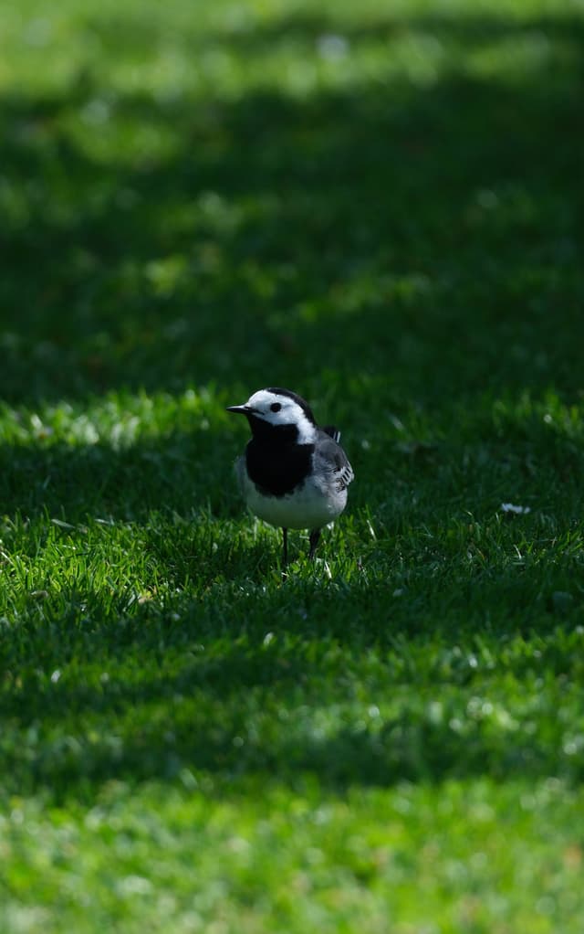 A small bird with a black and white head stands on a grassy field