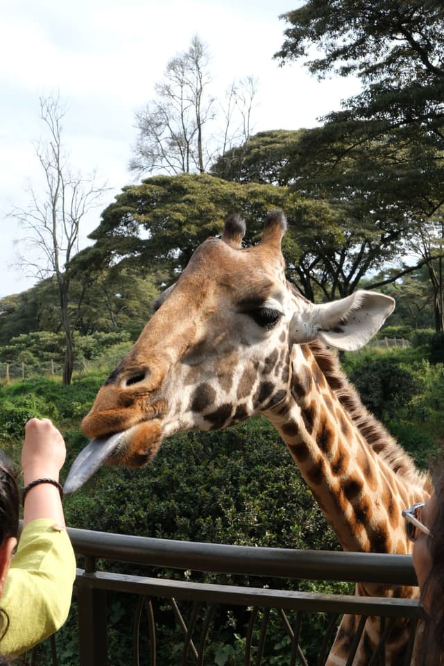 A giraffe reaching over a fence to eat from a person's hand, with trees in the background