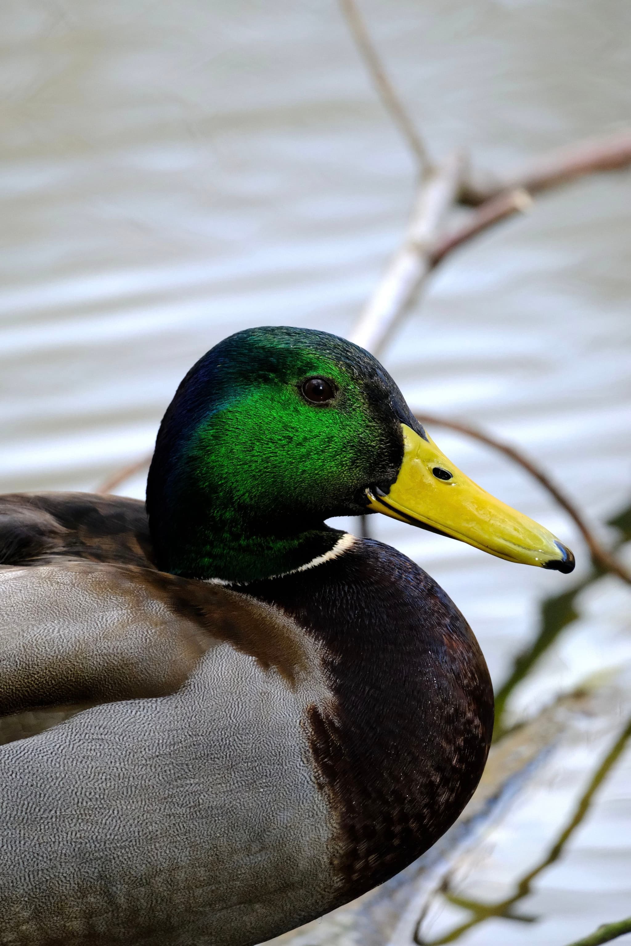 A mallard duck with a vibrant green head and yellow bill is floating on water, with branches in the background
