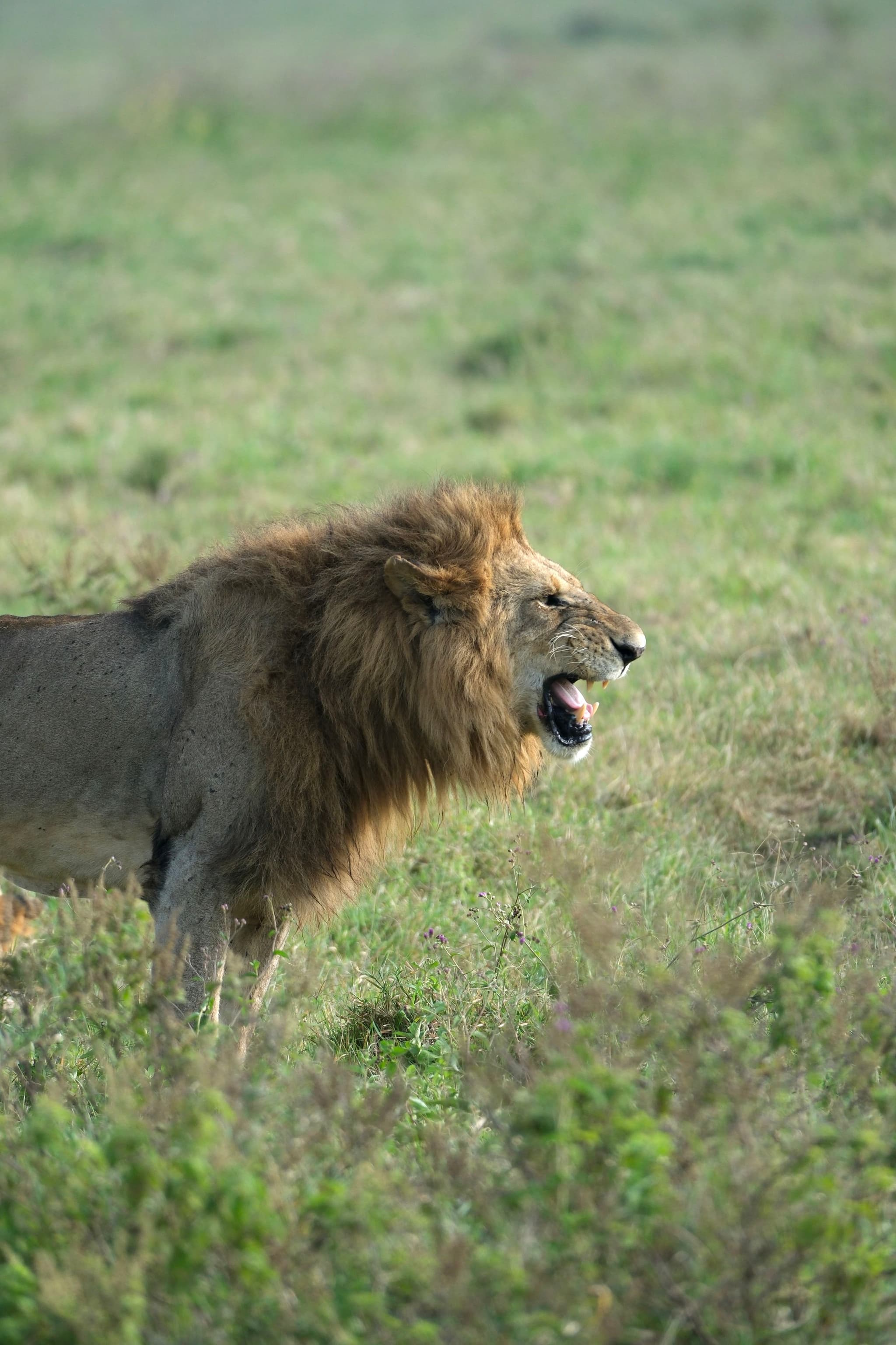 A lion standing in a grassy field, roaring or growling, with its mane prominently visible