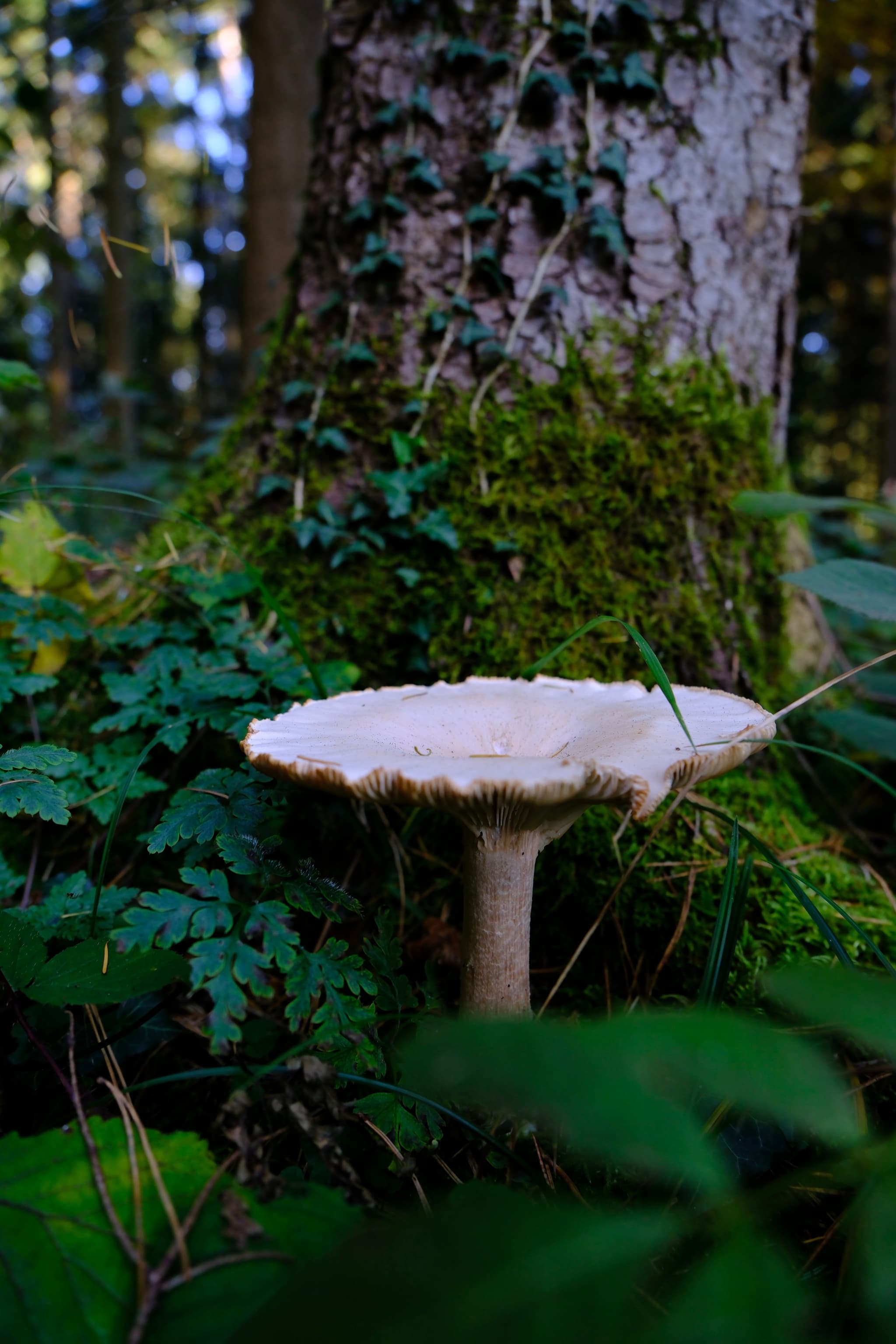 A large mushroom growing near a tree trunk surrounded by green foliage in a forest
