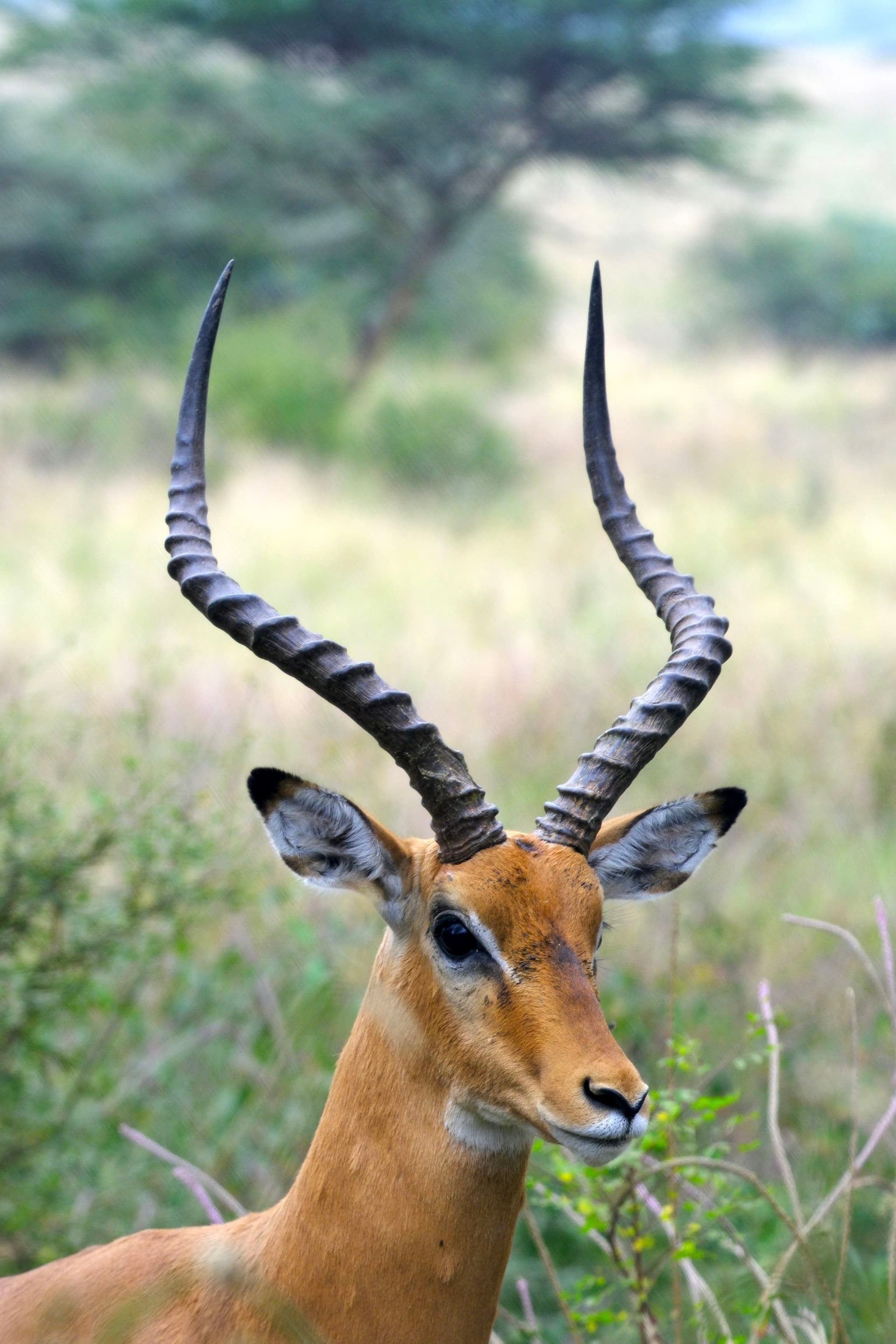 A male impala with long, curved horns stands in a grassy landscape with blurred trees in the background
