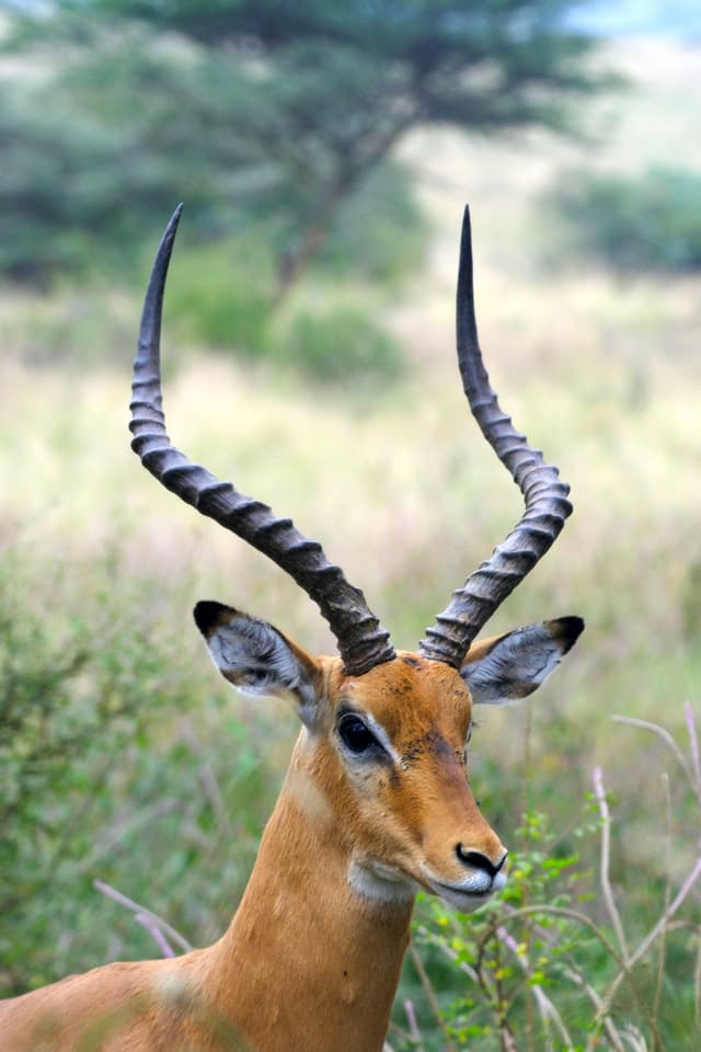 A male impala with long, curved horns stands in a grassy landscape with blurred trees in the background
