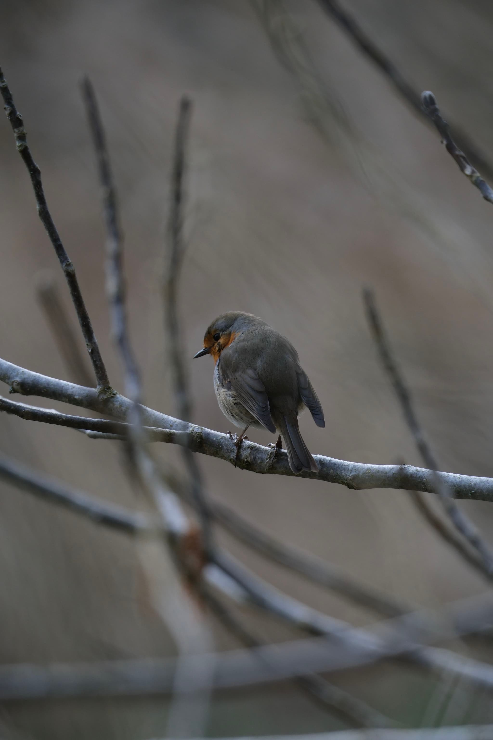 A small bird with a reddish-orange breast perched on a bare branch against a blurred background