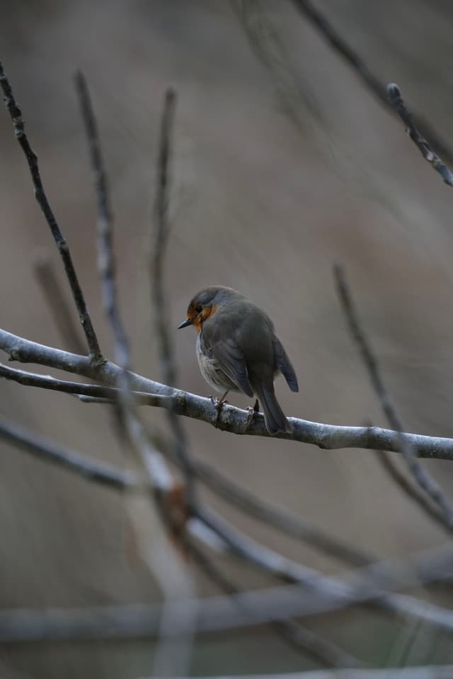 A small bird with a reddish-orange breast perched on a bare branch against a blurred background