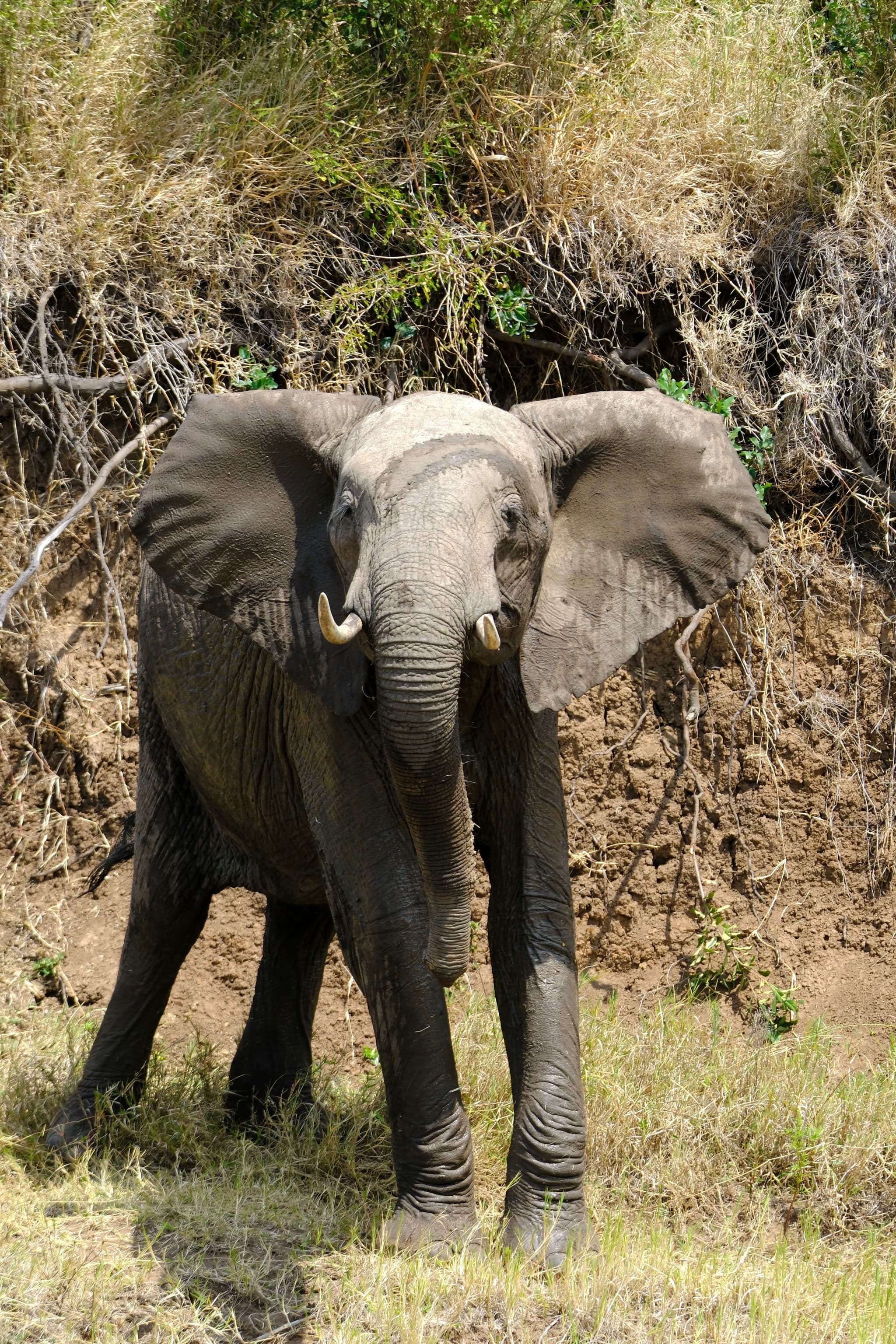 A young elephant standing on grassy terrain with a backdrop of dry, earthy vegetation
