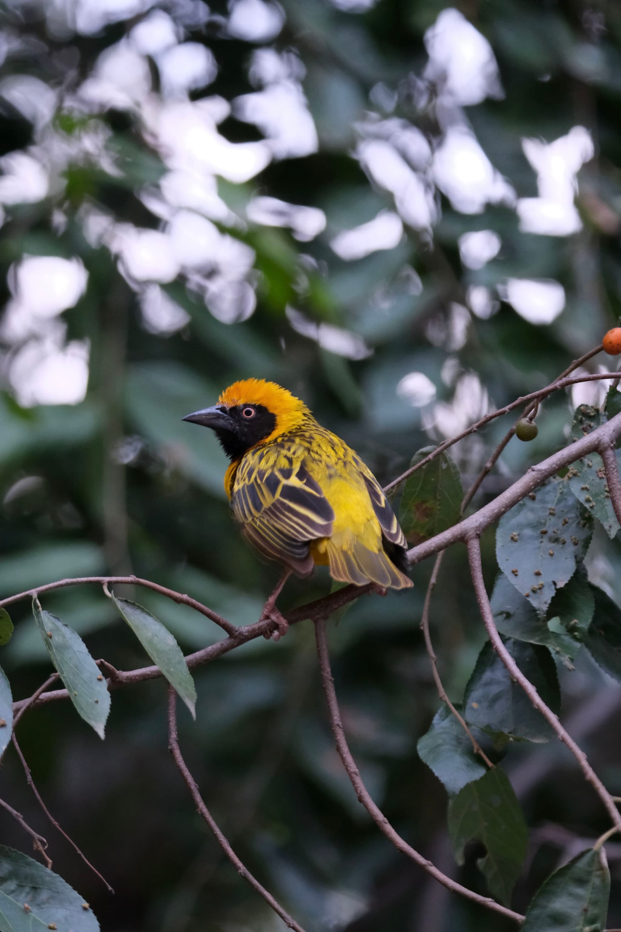 A vibrant yellow and black bird perched on a branch surrounded by green leaves