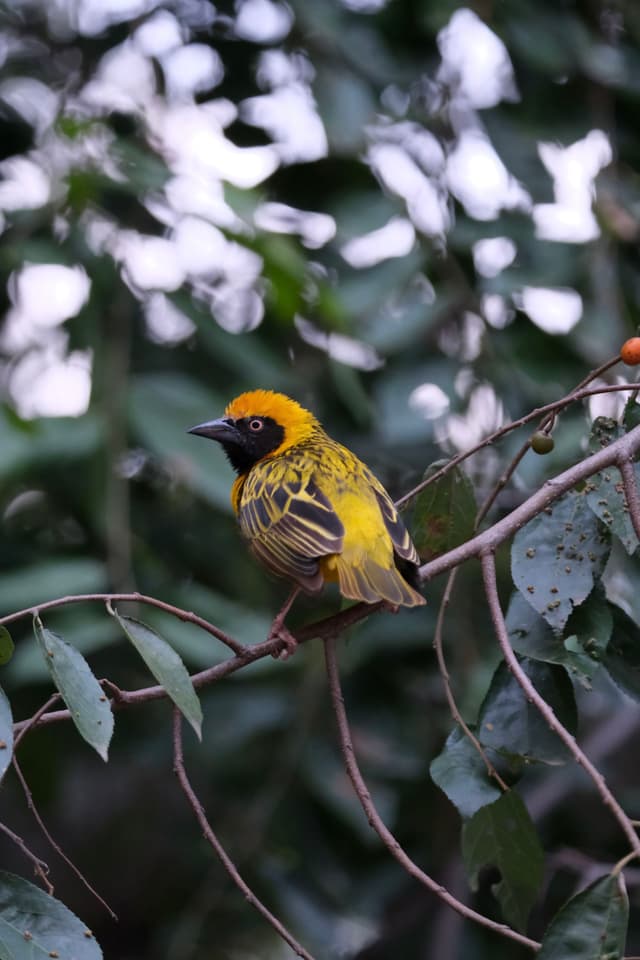 A vibrant yellow and black bird perched on a branch surrounded by green leaves