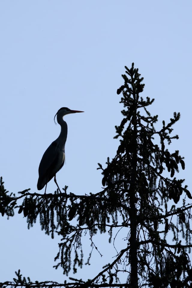 Silhouetted heron standing on a conifer treetop against a pale blue sky
