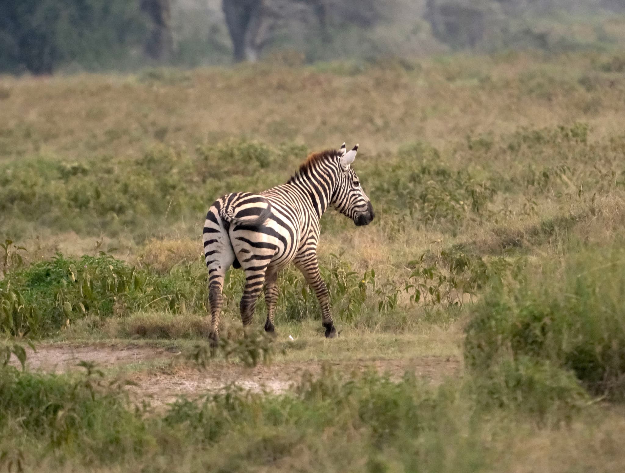 A zebra walking through a grassy field with trees in the background