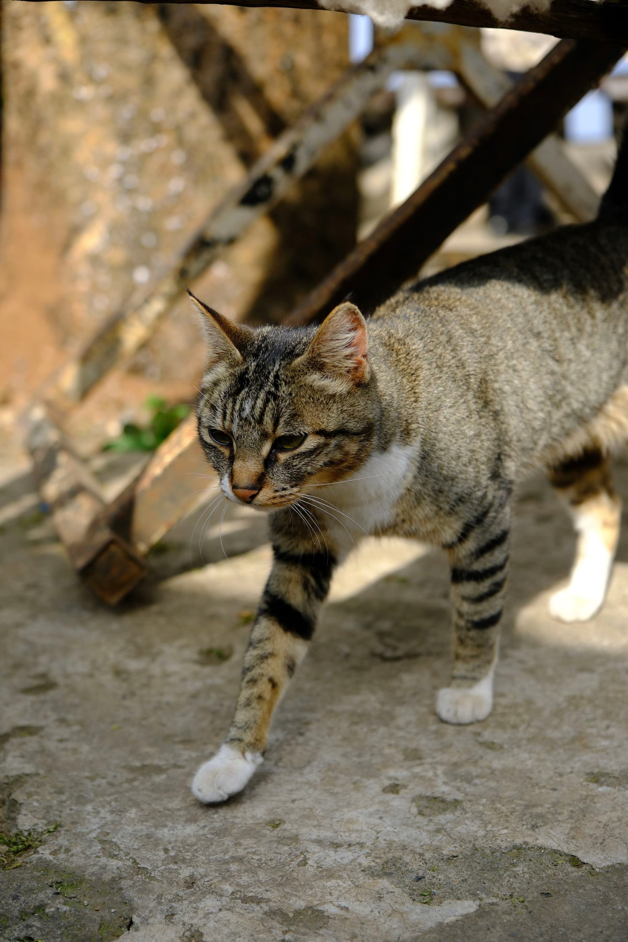 A tabby cat walking on a concrete surface with a wooden structure in the background