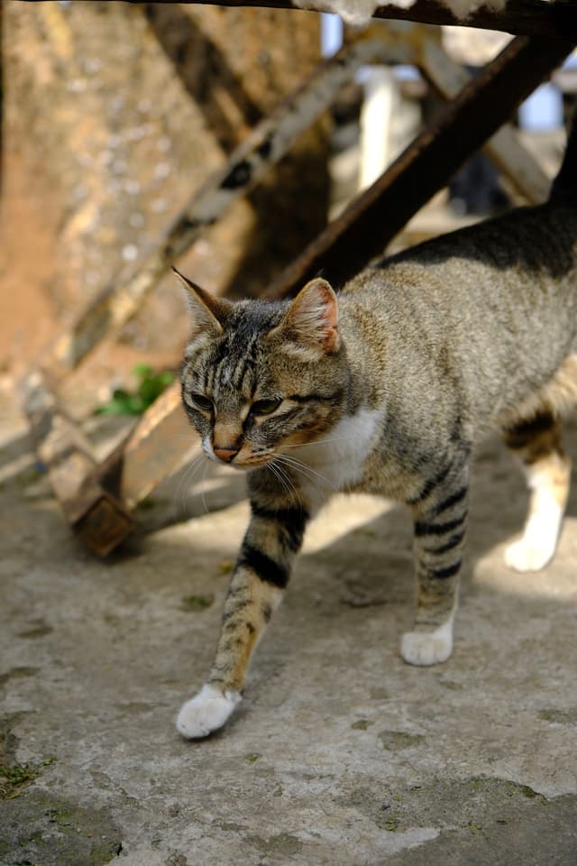 A tabby cat walking on a concrete surface with a wooden structure in the background