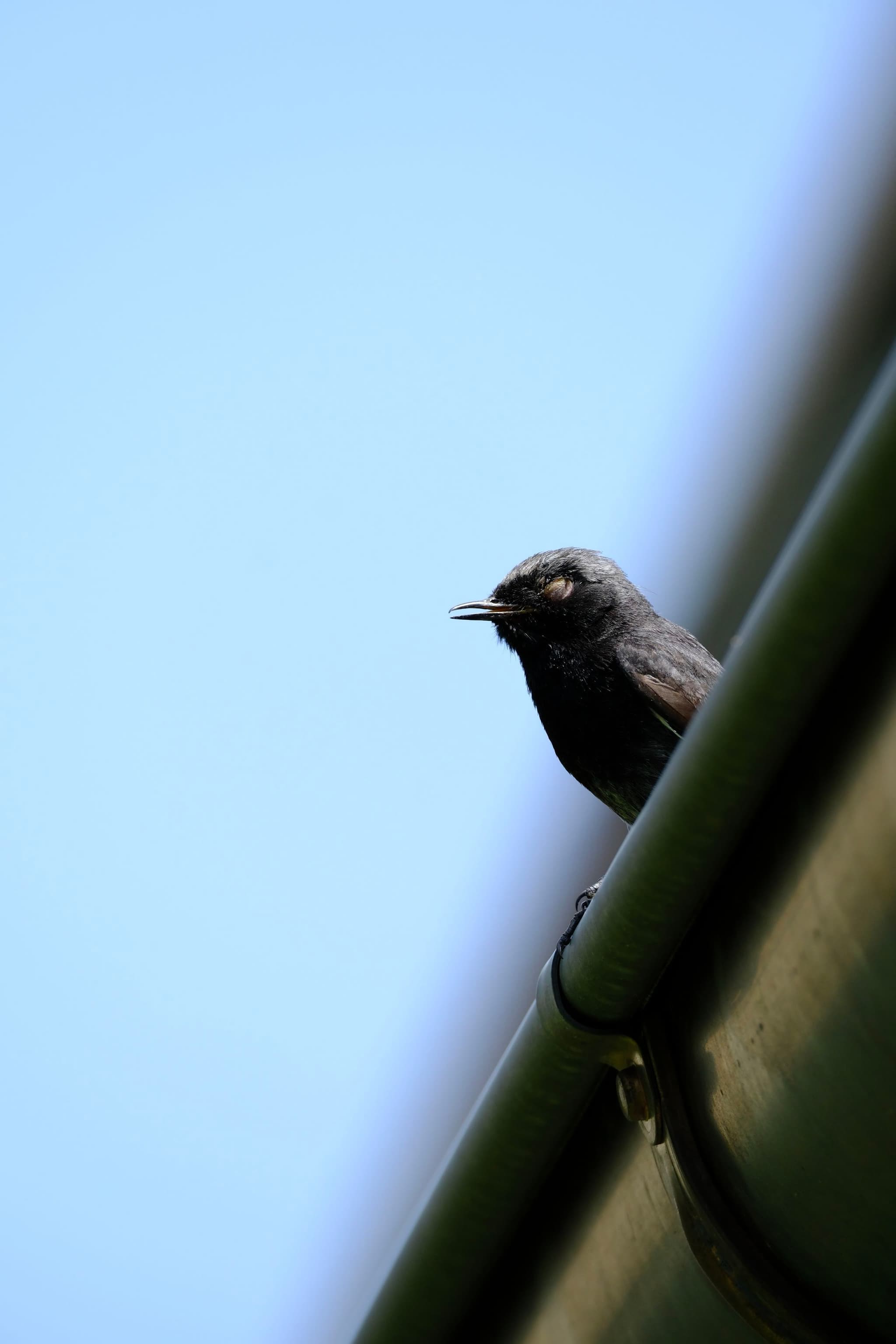 A small bird perched on the edge of a green metal surface against a clear blue sky