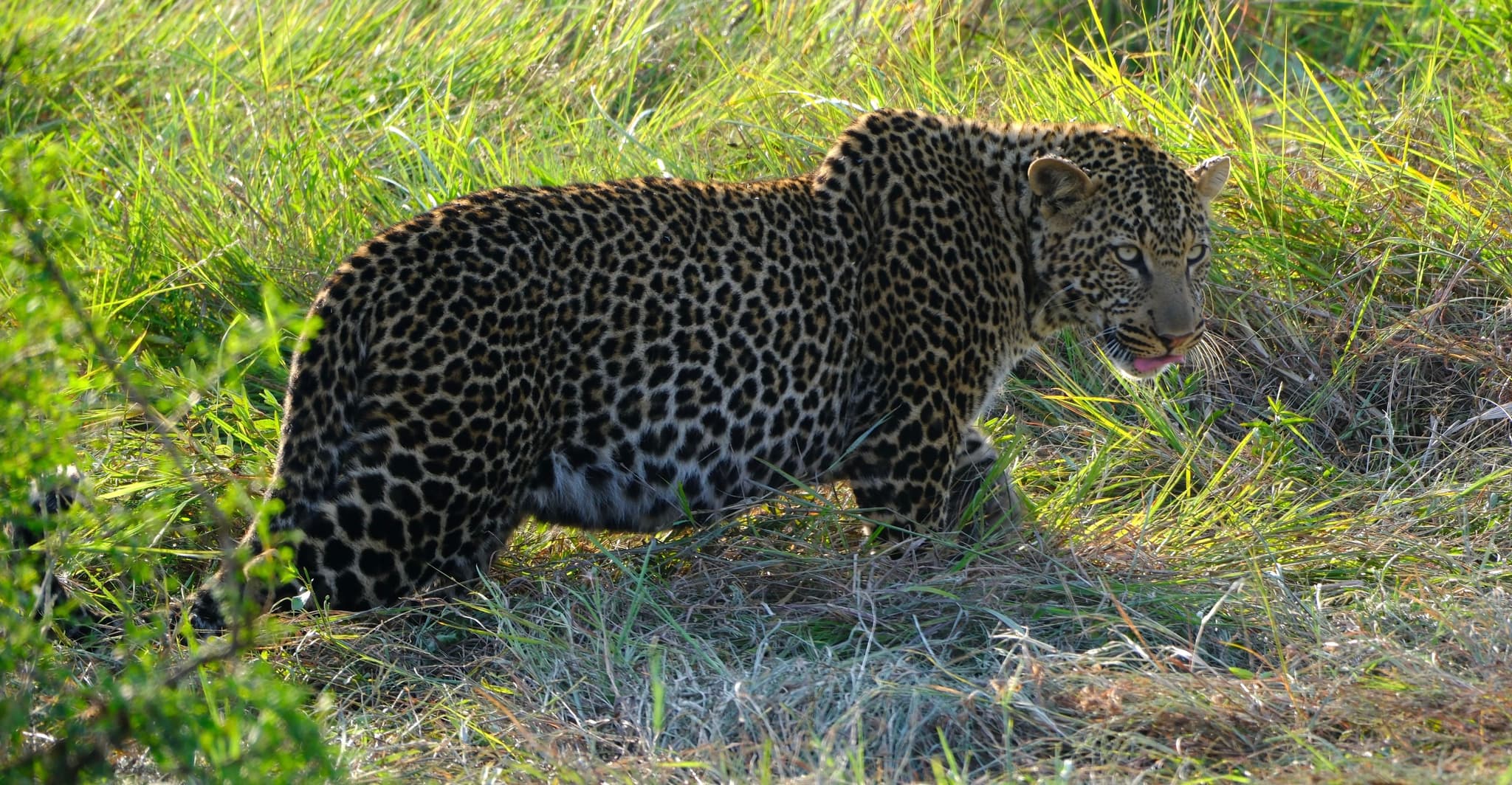 A leopard walking through tall grass, with its distinctive spotted coat visible