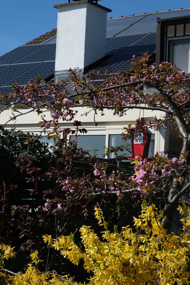A house with solar panels on the roof, surrounded by blooming trees with pink and yellow flowers